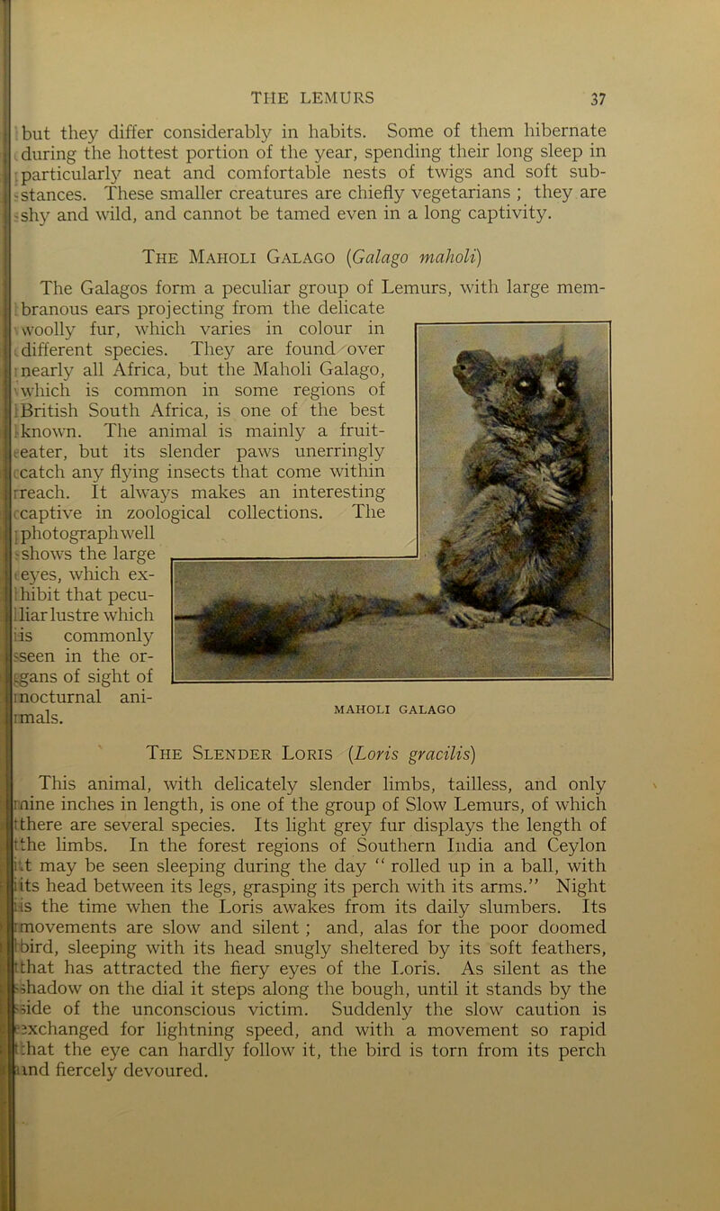 but they differ considerably in habits. Some of them hibernate during the hottest portion of the year, spending their long sleep in particular!}^ neat and comfortable nests of twigs and soft sub- ; stances. These smaller creatures are chiefly vegetarians ; they are ;shy and wild, and cannot be tamed even in a long captivity. The Maholi Galago {Galago maholi) The Galagos form a peculiar group of Lemurs, with large mem- branous ears projecting from the delicate woolly fur, which varies in colour in different species. They are found over : nearly all Africa, but the Maholi Galago, which is common in some regions of British South Africa, is one of the best ■known. The animal is mainly a fruit- .eater, but its slender paws unerringly catch any flying insects that come within rreach. It always makes an interesting .captive in zoological collections. The ; photograph well shows the large eyes, which ex- : hibit that pecu- : liar lustre which : is commonly iseen in the or- gans of sight of I nocturnal ani- rmals. MAHOLI GALAGO The Slender Loris [Loris gracilis) This animal, with delicately slender limbs, tailless, and only nine inches in length, is one of the group of Slow Lemurs, of which t there are several species. Its light grey fur displays the length of tthe limbs. In the forest regions of Southern India and Ceylon i\t may be seen sleeping during the day “ rolled up in a ball, with H’its head between its legs, grasping its perch with its arms.” Night ij lis the time when the Loris awakes from its daily slumbers. Its r movements are slow and silent; and, alas for the poor doomed third, sleeping with its head snugly sheltered by its soft feathers, (that has attracted the fiery eyes of the I.oris. As silent as the ^shadow on the dial it steps along the bough, until it stands by the side of the unconscious victim. Suddenly the slow caution is exchanged for lightning speed, and with a movement so rapid tchat the eye can hardly follow it, the bird is torn from its perch nnd fiercely devoured.
