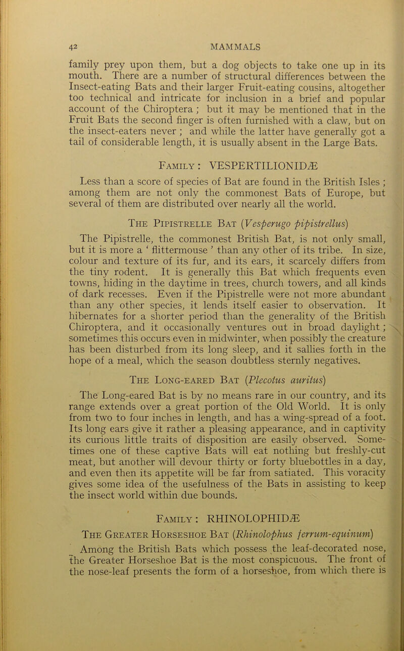 family prey upon them, but a dog objects to take one up in its mouth. There are a number of structural differences between the Insect-eating Bats and their larger Fruit-eating cousins, altogether too technical and intricate for inclusion in a brief and popular account of the Chiroptera; but it may be mentioned that in the Fruit Bats the second finger is often furnished with a claw, but on the insect-eaters never ; and while the latter have generally got a tail of considerable length, it is usually absent in the Large Bats. Family : VESPERTILIONID.E Less than a score of species of Bat are found in the British Isles ; among them are not only the commonest Bats of Europe, but several of them are distributed over nearly all the world. The Pipistrelle Bat {Vesperugo pipistrellus) The Pipistrelle, the commonest British Bat, is not only small, but it is more a ‘ flittermouse ’ than any other of its tribe. In size, colour and texture of its fur, and its ears, it scarcely differs from the tiny rodent. It is generally this Bat which frequents even towns, hiding in the daytime in trees, church towers, and all kinds of dark recesses. Even if the Pipistrelle were not more abundant than any other species, it lends itself easier to observation. It hibernates for a shorter period than the generality of the British Chiroptera, and it occasionally ventures out in broad daylight; ^ sometimes this occurs even in midwinter, when possibly the creature has been disturbed from its long sleep, and it sallies forth in the hope of a meal, which the season doubtless sternly negatives. The Long-eared Bat [Plecotus auritus) The Long-eared Bat is by no means rare in our country, and its range extends over a great portion of the Old World. It is only from two to four inches in length, and has a wing-spread of a foot. Its long ears give it rather a pleasing appearance, and in captivity its curious little traits of disposition are easily observed. Some- times one of these captive Bats will eat nothing but freshly-cut meat, but another will devour thirty or forty bluebottles in a day, and even then its appetite will be far from satiated. This voracity gives some idea of the usefulness of the Bats in assisting to keep the insect world within due bounds. Family : RHINOLOPHID^ The Greater Horseshoe Bat {Rhinolophus fenum-equinum) Among the British Bats which possess the leaf-decorated nose, the Greater Horseshoe Bat is the most conspicuous. The front of the nose-leaf presents the form of a horseshoe, from which there is