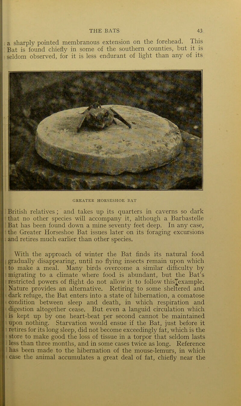 a sharply pointed membranous extension on the forehead. This Bat is found chiefly in some of the southern counties, but it is seldom observed, for it is less endurant of light than any of its GREATER HORSESHOE RAT i British relatives ; and takes up its quarters in caverns so dark 1 that no other species will accompany it, although a Barbastelle 1 Bat has been found down a mine seventy feet deep. In any case, 1 the Greater Horseshoe Bat issues later on its foraging excursions ! and retires much earlier than other species. With the approach of winter the Bat finds its natural food } gradually disappearing, until no flying insects remain upon which 1 to make a meal. Many birds overcome a similar difficulty by I migrating to a climate where food is abundant, but the Bat’s ! restricted powers of flight do not allow it to follow this^example. Nature provides an alternative. Retiring to some sheltered and 1 dark refuge, the Bat enters into a state of hibernation, a comatose 1 condition between sleep and death, in which respiration and i digestion altogether cease. But even a languid circulation which 1 is kept up by one heart-beat per second cannot be maintained 1 upon nothing. Starvation would ensue if the Bat, just before it : retires for its long sleep, did not become exceedingly fat, which is the ^ store to make good the loss of tissue in a torpor that seldom lasts i less than three months, and in some cases twice as long. Reference i has been made to the hibernation of the mouse-lemurs, in which case the animal accumulates a great deal of fat, chiefly near the