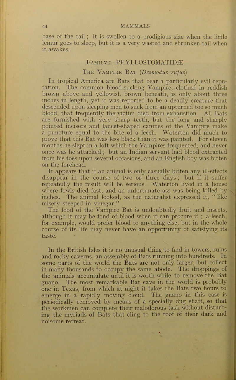 base of the tail; it is swollen to a prodigious size when the little lemur goes to sleep, but it is a very wasted and shrunken tail when it awakes. Family : PHYLLOSTOMATID^ The Vampire Bat [Desmodus rufus) In tropical America are Bats that bear a particularly evil repu- tation. The common blood-sucking Vampire, clothed in reddish brown above and yellowish brown beneath, is only about three inches in length, yet it was reported to be a deadly creature that descended upon sleeping men to suck from an upturned toe so much blood, that frequently the victim died from exhaustion. All Bats are furnished with very sharp teeth, but the long and sharply pointed incisors and lancet-shaped canines of the Vampire make a puncture equal to the bite of a leech. Waterton did much to . prove that this Bat was less black than it was painted. For eleven months he slept in a loft which the Vampires frequented, and never ! once was he attacked ; but an Indian servant had blood extracted from his toes upon several occasions, and an English boy was bitten .|j on the forehead. S It appears that if an animal is only casually bitten any ill-effects ^ disappear in the course of two or three days ; but if it suffer a repeatedly the result will be serious. Waterton lived in a house « where fowls died fast, and an unfortunate ass was being killed by^ inches. The animal looked, as the naturalist expressed it, “ like s misery steeped in vinegar.” a The food of the Vampire Bat is undoubtedly fruit and insects, 9 although it may be fond of blood when it can procure it; a leech, 9 for example, would prefer blood to anything else, but in the whole ■ course of its life may never have an opportunity of satisfying its -9 taste. 9 In the British Isles it is no unusual thing to find in towers, ruins ^ and rocky caverns, an assembly of Bats running into hundreds. In some parts of the world the Bats are not only larger, but collect in many thousands to occupy the same abode. The droppings of the animals accumulate until it is worth while to remove the Bat guano. The most remarkable Bat cave in the world is probably one in Texas, from which at night it takes the Bats two hours to emerge in a rapidly moving cloud. The guano in this case is periodically removed by means of a specially dug shaft, so that the workmen can complete their malodorous task without disturb- ing the myriads of Bats that cling to the roof of their dark and noisome retreat.
