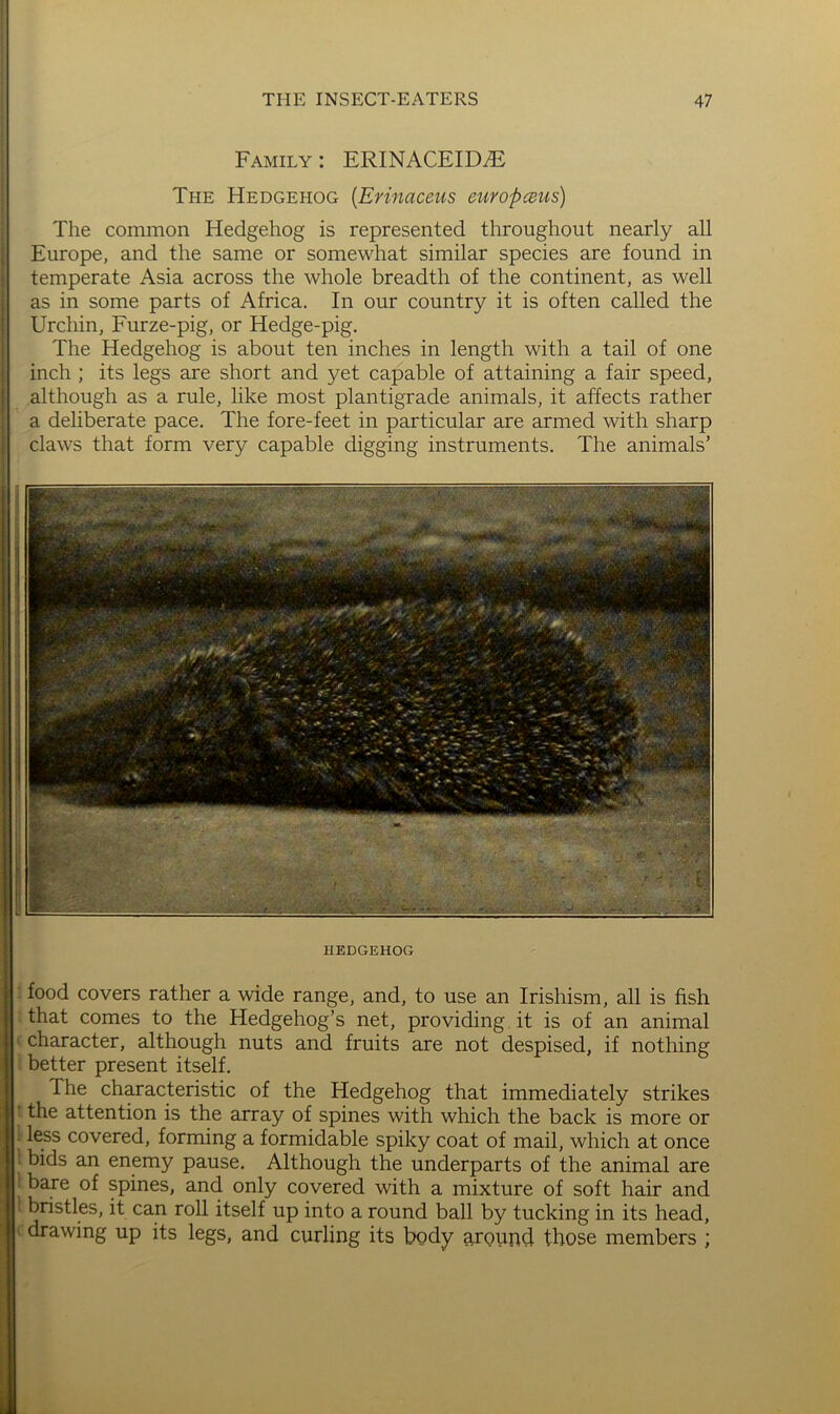 Family: ERINACEID.E The Hedgehog {Erinaceus europceus) The common Hedgehog is represented throughout nearly all Europe, and the same or somewhat similar species are found in temperate Asia across the whole breadth of the continent, as well as in some parts of Africa. In our country it is often called the Urchin, Furze-pig, or Hedge-pig. The Hedgehog is about ten inches in length with a tail of one inch ; its legs are short and yet capable of attaining a fair speed, although as a rule, like most plantigrade animals, it affects rather a deliberate pace. The fore-feet in particular are armed with sharp claws that form very capable digging instruments. The animals’ HEDGEHOG food covers rather a wide range, and, to use an Irishism, all is fish that comes to the Hedgehog’s net, providing it is of an animal character, although nuts and fruits are not despised, if nothing better present itself. The characteristic of the Hedgehog that immediately strikes the attention is the array of spines with which the back is more or less covered, forming a formidable spiky coat of mail, which at once bids an enemy pause. Although the underparts of the animal are bare of spines, and only covered with a mixture of soft hair and bristles, it can roll itself up into a round ball by tucking in its head, drawing up its legs, and curling its body around those members ;