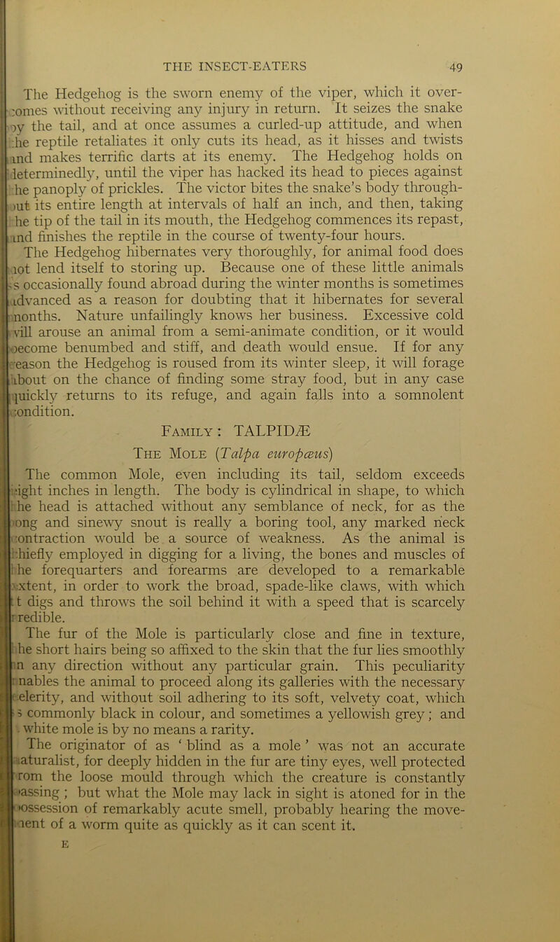 The Hedgehog is the sworn enemy of the viper, which it over- comes without receiving any injury in return. It seizes the snake cy the tail, and at once assumes a curled-up attitude, and when ;he reptile retaliates it only cuts its head, as it hisses and twists ind makes terrific darts at its enemy. The Hedgehog holds on ieterminedly, until the viper has hacked its head to pieces against he panoply of prickles. The victor bites the snake’s body through- out its entire length at intervals of half an inch, and then, taking he tip of the tail in its mouth, the Hedgehog commences its repast, ind finishes the reptile in the course of twenty-four hours. The Hedgehog hibernates very thoroughly, for animal food does lot lend itself to storing up. Because one of these little animals occasionally found abroad during the winter months is sometimes 1*^ idvanced as a reason for doubting that it hibernates for several nonths. Nature unfailingly knows her business. Excessive cold vill arouse an animal from a semi-animate condition, or it would [uecome benumbed and stiff, and death would ensue. If for any reason the Hedgehog is roused from its winter sleep, it will forage about on the chance of finding some stray food, but in any case [juickly returns to its refuge, and again falls into a somnolent r.ondition. Family : TALPIDiE The Mole [Talpa europceus) The common Mole, even including its tail, seldom exceeds ’fight inches in length. The body is cylindrical in shape, to which i he head is attached without any semblance of neck, for as the ong and sinewy snout is really a boring tool, any marked neck contraction would be a source of weakness. As the animal is ihiefly employed in digging for a living, the bones and muscles of li he forequarters and forearms are developed to a remarkable .extent, in order to work the broad, spade-like claws, with which t digs and throws the soil behind it with a speed that is scarcely I redible. The fur of the Mole is particularly close and fine in texture, : he short hairs being so affixed to the skin that the fur lies smoothly n any direction without any particular grain. This peculiarity I nables the animal to proceed along its galleries with the necessary celerity, and without soil adhering to its soft, velvety coat, which 5 commonly black in colour, and sometimes a yellowish grey; and . white mole is by no means a rarity. The originator of as ‘ blind as a mole ’ was not an accurate aiaturalist, for deeply hidden in the fur are tiny eyes, well protected rom the loose mould through which the creature is constantly •assing ; but what the Mole may lack in sight is atoned for in the 'possession of remarkably acute smell, probably hearing the move- ment of a worm quite as quickly as it can scent it.