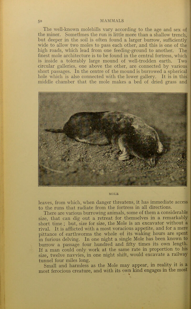 The well-known molehills vary according to the age and sex of the miner. Sometimes the run is little more than a shallow trench, but deeper in the soil is often found a larger burrow, sufficiently wide to allow two moles to pass each other, and this is one of the high roads, which lead from one feeding-ground to another. The finest mole architecture is to be found in the central fortress, which is inside a tolerably large mound of well-trodden earth. Two circular galleries, one above the other, are connected by various short passages. In the centre of the mound is burrowed a spherical hole which is also connected with the lower gallery. It is in this middle chamber that the mole makes a bed of dried grass and MOLE i leaves, from which, when danger threatens, it has immediate access j to the runs that radiate from the fortress in aU directions. | There are various burrowing animals, some of them a considerable j size, that can dig out a retreat for themselves in a remarkably 1 short time ; but, size for size, the Mole is an excavator without a rival. It is afflicted with a most voracious appetite, and for a mere pittance of earthworms the whole of its waking hours are spent in furious delving. In one night a single Mole has been known to burrow a passage four hundred and fifty times its own length. If a man could only work at the same rate in proportion to his size, twelve navvies, in one night shift, would excavate a railway tunnel four miles long. Small and harmless as the Mole may appear, in reffiity it is a most ferocious creature, and with its own kind engages in the most j. I i|