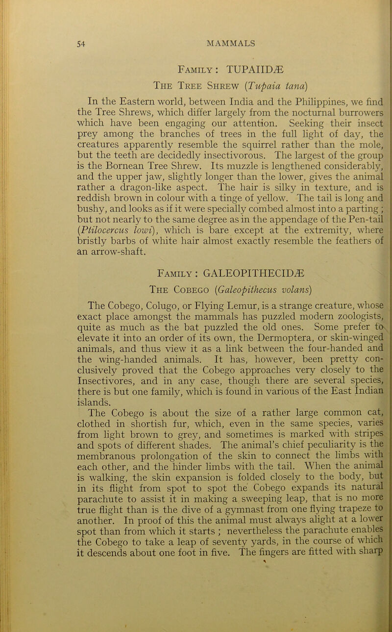 Family : TUPAIIDiF The Tree Shrew [Tupaia tana) In the Eastern world, between India and the Philippines, we find the Tree Shrews, which differ largely from the nocturnal burrowers which have been engaging our attention. Seeking their insect prey among the branches of trees in the full light of day, the creatures apparently resemble the squirrel rather than the mole, but the teeth are decidedly insectivorous. The largest of the group is the Bornean Tree Shrew. Its muzzle is lengthened considerably, and the upper jaw, slightly longer than the lower, gives the animal rather a dragon-like aspect. The hair is silky in texture, and is reddish brown in colour with a tinge of yellow. The tail is long and bushy, and looks as if it were specially combed almost into a parting ; but not nearly to the same degree as in the appendage of the Pen-tail {Ptilocercus lowi), which is bare except at the extremity, where bristly barbs of white hair almost exactly resemble the feathers of an arrow-shaft. Family: GALEOPITHECID^ The Cobego [Galeopithecus volans) The Cobego, Colugo, or Flying Lemur, is a strange creature, whose exact place amongst the mammals has puzzled modern zoologists, quite as much as the bat puzzled the old ones. Some prefer to elevate it into an order of its own, the Dermoptera, or skin-winged animals, and thus view it as a link between the four-handed and the wing-handed animals. It has, however, been pretty con- clusively proved that the Cobego approaches very closely to the Insectivores, and in any case, though there are several species, there is but one family, which is found in various of the East Indian islands. The Cobego is about the size of a rather large common cat, clothed in shortish fur, which, even in the same species, varies from light brown to grey, and sometimes is marked with stripes and spots of different shades. The animal’s chief peculiarity is the membranous prolongation of the skin to connect the limbs with each other, and the hinder limbs with the tail. When the animal is walking, the skin expansion is folded closely to the body, but in its flight from spot to spot the Cobego expands its natural parachute to assist it in making a sweeping leap, that is no more true flight than is the dive of a gymnast from one flying trapeze to another. In proof of this the animal must always alight at a lower spot than from which it starts ; nevertheless the parachute enables the Cobego to take a leap of seventy yards, in the course of which it descends about one foot in five. The fingers are fitted wth sharp •i N.