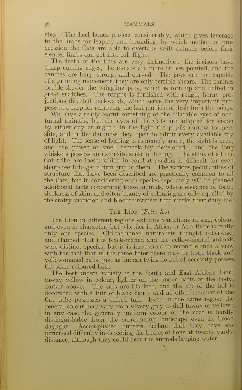 step. The heel bones project considerably, which gives leverage to the limbs for leaping and bounding, by which method of pro- gression the Cats are able to overtake swift animals before their slender limbs can get into full flight. The teeth of the Cats are very distinctive ; the incisors have sharp cutting edges, the molars are more or less pointed, and the canines are long, strong, and curved. The jaws are nqt capable of a grinding movement, they are only terrible shears. The canines double-skewer the wriggling prey, which is torn up and bolted in great snatches. The tongue is furnished with rough, horny pro- jections directed backwards, which serve the very important pur- pose of a rasp for removing the last particle of flesh from the bones. We have already learnt something of the dilatable eyes of noc- turnal animals, but the eyes of the Cats are adapted for vision by either day or night; in the light the pupils narrow to mere slits, and in the darkness they open to admit every available ray of light. The sense of hearing is extremely acute, the sight is keen, and the power of smell remarkably developed; and the long whiskers possess an exquisite sense of feeling. The skins of all the Cat tribe are loose, which in combat renders it difficult for even sharp teeth to get a Arm grip of them. The various peculiarities of structure that have been described are practically common to all the Cats, but in considering each species separately will be gleaned additional facts concerning these animals, whose elegance of form, sleekness of skin, and often beauty of colouring are only equalled by the crafty suspicion and bloodthirstiness that marks their daily life.'N^ The Lion [Felis leo) j The Lion in different regions exhibits variations in size, colour,; and even in character, but whether in Africa or Asia there is really • only one species. Old-fashioned naturalists thought otherwise, , and claimed that the black-maned and the yellow-maned animals ■ ■ were distinct species, but it is impossible to reconcile such a view - ^ with the fact that in the same litter there may be both black and j yellow-maned cubs, just as human twins do not of necessity possess j the same-coloured hair. The best-known variety is the South and East African Lion,: | tawny yellow in colour, lighter on the under parts of the body, darker above. The ears are blackish, and the tip of the tail is .4 decorated with a tuft of black hair ; and no other member of the; j Cat tribe possesses a tufted tail. Even in the same region the,i general colour may vary from silvery grey to dull tawny or yellow ;■« in any case the generally uniform colour of the coat is hardly* distinguishable from the surrounding landscape even in broad daylight. Accomplished hunters declare that they have ex->2 perienced difficulty in detecting the bodies of lions at twenty 3/ards’ W distance, although they could hear the animals lapping water.