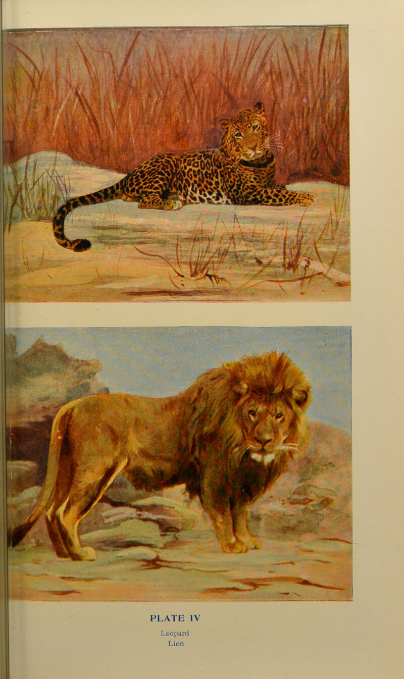 PLATE IV Leopard