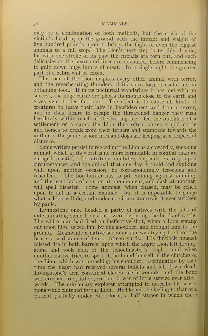 may be a combination of both methods, but the crash of the victim’s head upon the ground with the impact and weight of five hundred pounds upon it, brings the flight of even the biggest animals to a full stop. The Lion’s next step is terribly drastic, for with one stroke of its paw the entrails are torn out, and such delicacies as the heart and liver are devoured, before commencing to gulp down huge lumps of meat. In a single night the greater part of a zebra will be eaten. The roar of the Lion inspires every other animal with terror, and the reverberating thunders of its voice form a useful aid in obtaining food. If in its nocturnal wanderings it has met with no success, the huge carnivore places its mouth close to the earth and gives vent to terrific roars. The effect is to cause all kinds of creatures to leave their lairs in bewilderment and frantic terror, and in their desire to escape the threatened danger they rush heedlessly within reach of the lurking foe. On the outskirts of a settlement or a camp the Lion thus often causes stupid cattle and horses to break from their tethers and stampede towards the author of the panic, whom fires and dogs are keeping at a respectful distance. Some writers persist in regarding the Lion as a cowardly, sneaking animal, which at its worst is no more formidable in combat than an enraged mastiff. Its attitude doubtless depends entirely upon circumstances, and the animal that one day is timid and skulking will, upon another occasion, be correspondingly ferocious and truculent. The lion-hunter has to pit cunning against cunning, and the least lack of caution at one moment, and dash at another, will spell disaster. Some animals, when chased, may be rehed upon to act in a certain manner ; but it is impossible to gauge what a Lion will do, and under no circumstances is it ever stricken by panic. Livingstone once headed a party of natives with the idea of exterminating some Lions that were depleting the herds of cattle. The white man had fired an ineffective shot, when a Lion sprang out upon him, seized him by one shoulder, and brought him to the ground. Meanwhile a native schoolmaster was trying to shoot the brute at a distance of ten or fifteen yards. His flintlock musket missed fire in both barrels, upon which the angry Lion left Living- stone and took hold of the schoolmaster’s thigh; and when another native tried to spear it, he found himself in the clutches of the Lion, which was munching his shoulder. Fortunately by that time the beast had received several bullets and fell down dead. Livingstone’s arm contained eleven teeth wounds, and the bone was crushed to splinters, so that it was of little service ever after- wards. The missionary explorer attempted to describe his sensa- tions while clutched by the Lion. He likened the feeling to that of a patient partially under chloroform, a half stupor in which there