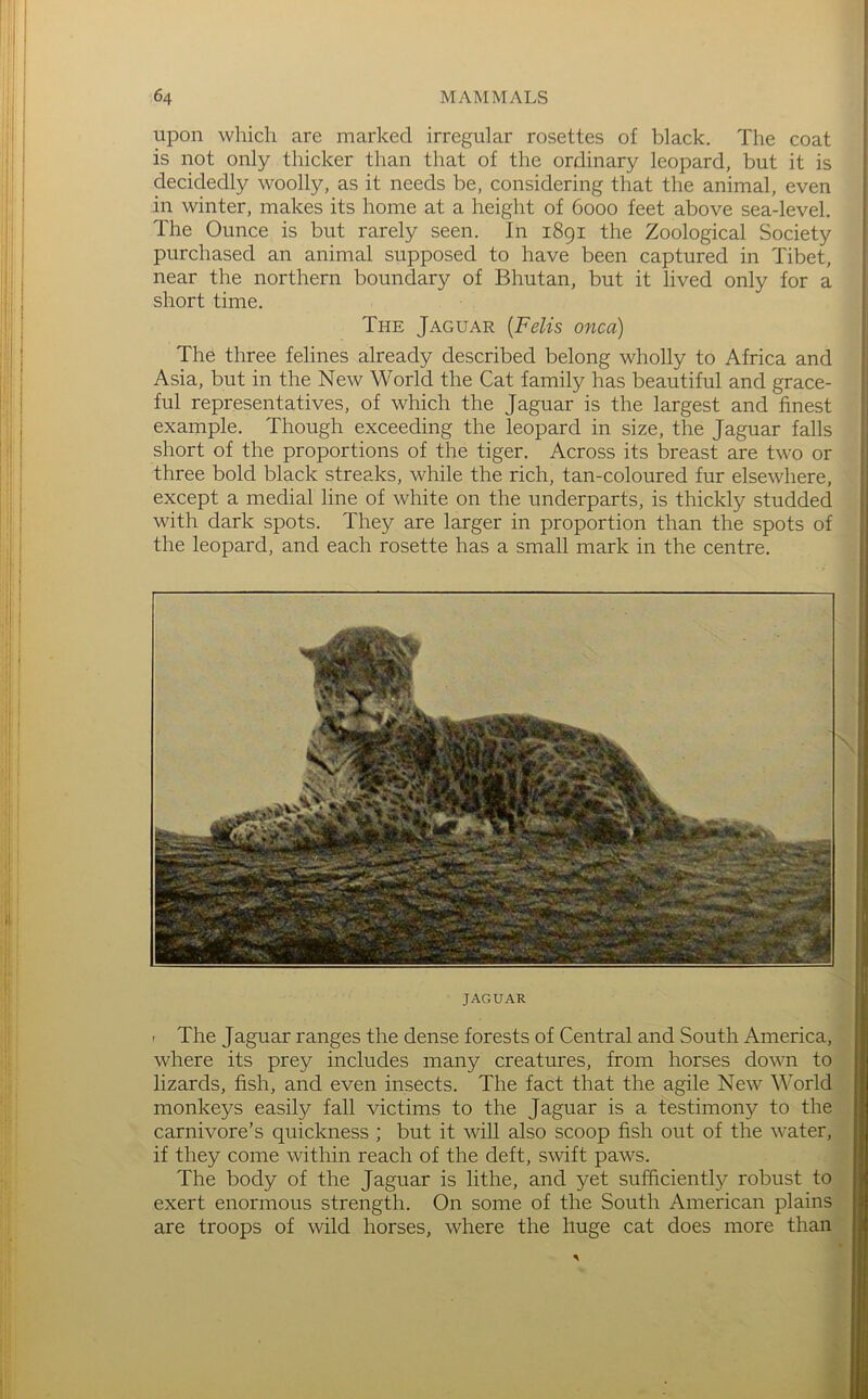 Upon which are marked irregular rosettes of black. The coat is not only thicker than that of the ordinary leopard, but it is decidedly woolly, as it needs be, considering that the animal, even in winter, makes its home at a height of 6000 feet above sea-level. The Ounce is but rarely seen. In 1891 the Zoological Society purchased an animal supposed to have been captured in Tibet, near the northern boundary of Bhutan, but it lived only for a short time. The Jaguar [Felts onca) Th6 three felines already described belong wholly to Africa and Asia, but in the New World the Cat family has beautiful and grace- ful representatives, of which the Jaguar is the largest and finest example. Though exceeding the leopard in size, the Jaguar falls short of the proportions of the tiger. Across its breast are two or three bold black streaks, while the rich, tan-coloured fur elsewhere, except a medial line of white on the underparts, is thickly studded with dark spots. They are larger in proportion than the spots of the leopard, and each rosette has a small mark in the centre. ''vl JAGUAR - The Jaguar ranges the dense forests of Central and South America,, where its prey includes many creatures, from horses down to‘ lizards, fish, and even insects. The fact that the agile New Worldl monkeys easily fall victims to the Jaguar is a testimony to thef carnivore’s quickness ; but it will also scoop fish out of the water,] if they come within reach of the deft, swift paws. The body of the Jaguar is lithe, and yet sufficiently robust to I exert enormous strength. On some of the South American plains] are troops of wild horses, where the huge cat does more than]