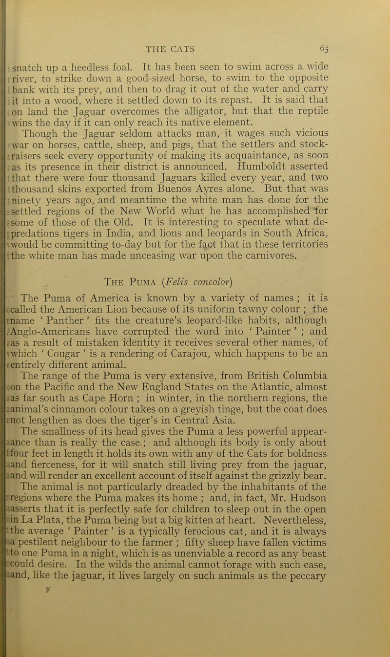 ■ snatch up a heedless foal. It has been seen to swim across a wide • river, to strike down a good-sized horse, to swim to the opposite bank with its prey, and then to drag it out of the water and carry it into a wood, where it settled down to its repast. It is said that on land the Jaguar overcomes the alligator, but that the reptile . wins the day if it can only reach its native element. Though the Jaguar seldom attacks man, it wages such vicious war on horses, cattle, sheep, and pigs, that the settlers and stock- • raisers seek every opportunity of making its acquaintance, as soon as its presence in their district is announced. Humboldt asserted •that there were four thousand Jaguars killed every year, and two thousand skins exported from Buenos Ayres alone. But that was •ninety years ago, and meantime the white man has done for the ; settled regions of the New World what he has accomplished for 5 some of those of the Old. It is interesting to speculate what de- : predations tigers in India, and lions and leopards in South Africa, ’ would be committing to-day but for the fact that in these territories -.the white man has made unceasing war upon the carnivores. The Puma {Felis concolor) The Puma of America is known by a variety of names ; it is called the American Lion because of its uniform tawny colour ; the ! name ‘ Panther ’ fits the creature’s leopard-like habits, although .Anglo-Americans have corrupted the word into ‘ Painter ’ ; and . as a result of mistaken identity it receives several other names, of •which ‘ Cougar ’ is a rendering.of Carajou, which happens to be an t entirely different animal. The range of the Puma is very extensive, from British Columbia 1 on the Pacific and the New England States on the Atlantic, almost a as far south as Cape Horn ; in winter, in the northern regions, the a animal’s cinnamon colour takes on a greyish tinge, but the coat does mot lengthen as does the tiger’s in Central Asia. The smallness of its head gives the Puma a less powerful appear- rance than is really the case ; and although its body is only about ffour feet in length it holds its own with any of the Cats for boldness :and fierceness, for it will snatch still living prey from the jaguar, : and will render an excellent account of itself against the grizzly bear. The animal is not particularly dreaded by the inhabitants of the r regions where the Puma makes its home ; and, in fact, Mr. Hudson msserts that it is perfectly safe for children to sleep out in the open ; in La Plata, the Puma being but a big kitten at heart. Nevertheless, tthe average ‘ Painter ’ is a typically ferocious cat, and it is always 2 a pestilent neighbour to the farmer ; fifty sheep have fallen victims t to one Puma in a night, which is as unenviable a record as any beast c could desire. In the wilds the animal cannot forage with such ease, 2and, like the jaguar, it lives largely on such animals as the peccary F