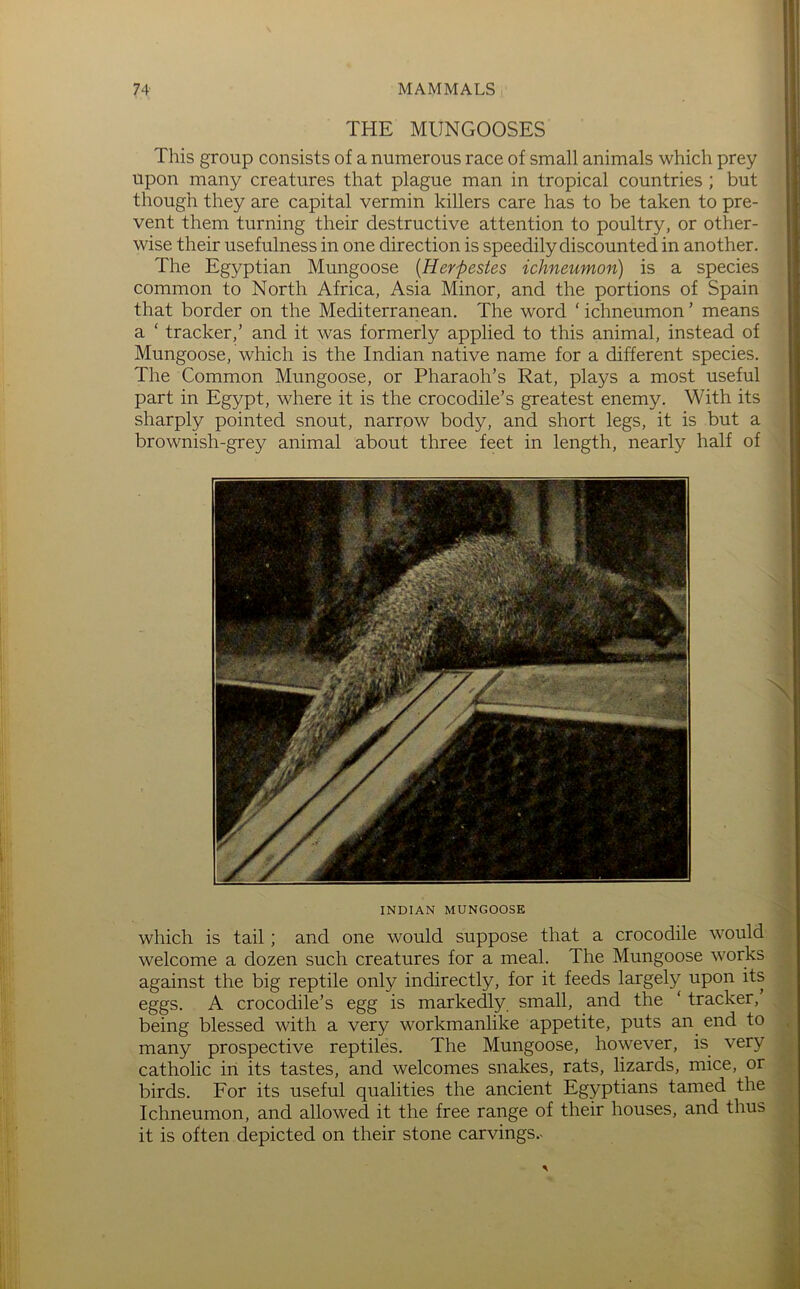 It! THE MUNGOOSES ||j This group consists of a numerous race of small animals which prey upon many creatures that plague man in tropical countries ; but though they are capital vermin killers care has to be taken to pre- vent them turning their destructive attention to poultry, or other- wise their usefulness in one direction is speedily discounted in another. The Egyptian Mungoose {Herpestes ichneumon) is a species common to North Africa, Asia Minor, and the portions of Spain that border on the Mediterranean. The word ' ichneumon ’ means a ‘ tracker,’ and it was formerly applied to this animal, instead of Mungoose, which is the Indian native name for a different species. The Common Mungoose, or Pharaoh’s Rat, plays a most useful part in Egypt, where it is the crocodile’s greatest enemy. With its sharply pointed snout, narrow body, and short legs, it is but a brownish-grey animal about three feet in length, nearly half of INDIAN MUNGOOSE which is tail; and one would suppose that a crocodile would welcome a dozen such creatures for a meal. The Mungoose works against the big reptile only indirectly, for it feeds largely upon its eggs. A crocodile’s egg is markedly, small, and the ‘ tracker, being blessed with a very workmanlike appetite, puts an end to many prospective reptiles. The Mungoose, however, is very catholic in its tastes, and welcomes snakes, rats, lizards, mice, or birds. For its useful qualities the ancient Egyptians tamed the Ichneumon, and allowed it the free range of their houses, and thus it is often depicted on their stone carvings.^