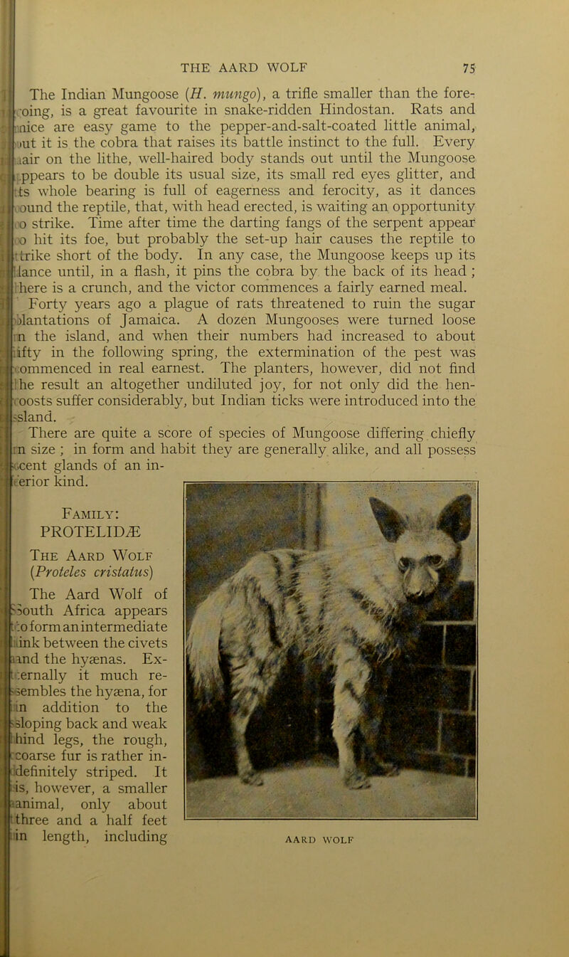 The Indian Mungoose [H. mimgo), a trifle smaller than the fore- oing, is a great favourite in snake-ridden Hindostan. Rats and nice are easy game to the pepper-and-salt-coated little animal, lut it is the cobra that raises its battle instinct to the full. Every .lair on the lithe, well-haired body stands out until the Mungoose .ppears to be double its usual size, its small red eyes glitter, and its whole bearing is full of eagerness and ferocity, as it dances ound the reptile, that, with head erected, is waiting an opportunity (0 strike. Time after time the darting fangs of the serpent appear o hit its foe, but probably the set-up hair causes the reptile to 'trike short of the body. In any case, the Mungoose keeps up its Uance until, in a flash, it pins the cobra by the back of its head ; here is a crunch, and the victor commences a fairly earned meal. Forty years ago a plague of rats threatened to ruin the sugar Plantations of Jamaica. A dozen Mungooses were turned loose n the island, and when their numbers had increased to about ’ifty in the following spring, the extermination of the pest was commenced in real earnest. The planters, however, did not find 'he result an altogether undiluted joy, for not only did the hen- roosts suffer considerably, but Indian ticks were introduced into the island. There are quite a score of species of Mungoose differing chiefly ;n size ; in form and habit they are generally alike, and all possess i.cent glands of an in- ferior kind. Family: PROTELID^ The Aard Wolf {Proteles cristatus) The Aard Wolf of South Africa appears ■ :o form an intermediate uink between the civets land the hyaenas. Ex- '.ernally it much re- it-sembles the hyaena, for j_;in addition to the 'Sloping back and weak ihind legs, the rough, coarse fur is rather in- idefinitely striped. It is, however, a smaller ^animal, only about three and a half feet in length, including AARD WOLF