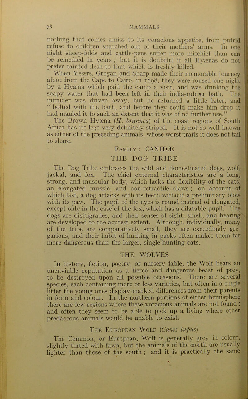 nothing that comes amiss to its voracious appetite, from putrid refuse to children snatched out of their mothers’ arms. In one night sheep-folds and cattle-pens suffer more mischief than can be remedied in years ; but it is doubtful if all Hyaenas do not prefer tainted flesh to that which is freshly killed. When Messrs. Grogan and Sharp made their memorable journey afoot from the Cape to Cairo, in 1898, they were roused one night by a Hyaena which paid the camp a visit, and was drinking the soapy water that had been left in their india-rubber bath. The intruder was driven away, but he returned a little later, and “ bolted with the bath, and before they could make him drop it had mauled it to such an extent that it was of no further use.” The Brown Hyaena [H. hrunnea) of the coast regions of South Africa has its legs very definitely striped. It is not so well known as either of the preceding animals, whose worst traits it does not fail to share. Family : CANIDiE THE DOG TRIBE The Dog Tribe embraces the wild and domesticated dogs, wolf, jackal, and fox. The chief external characteristics are a long, strong, and muscular body, which lacks the flexibility of the cats, an elongated muzzle, and non-retractile claws ; on account of which last, a dog attacks with its teeth without a preliminary blow with its paw. The pupil of the eyes is round instead of elongated, except only in the case of the fox, which has a dilatable pupil. Th^ dogs are digitigrades, and their senses of sight, smell, and hearing are developed to the acutest extent. Although, individually, many of the tribe are comparatively small, they are exceedingly gre- garious, and their habit of hunting in packs often makes them far more dangerous than the larger, single-hunting cats. THE WOLVES In history, fiction, poetry, or nursery fable, the Wolf bears an unenviable reputation as a fierce and dangerous beast of prey, to be destroyed upon all possible occasions. There are several species, each containing more or less varieties, but often in a single litter the young ones display marked differences from their parents in form and colour. In the northern portions of either hemisphere there are few regions where these voracious animals are not found ; and often they seem to be able to pick up a living where other predaceous animals would be unable to exist. The European Wolf {Canis lupus) The Common, or European, Wolf is generally grey in colour, slightly tinted with fawn, but the animals of the north are usually lighter than those of the south; and it is practically the same