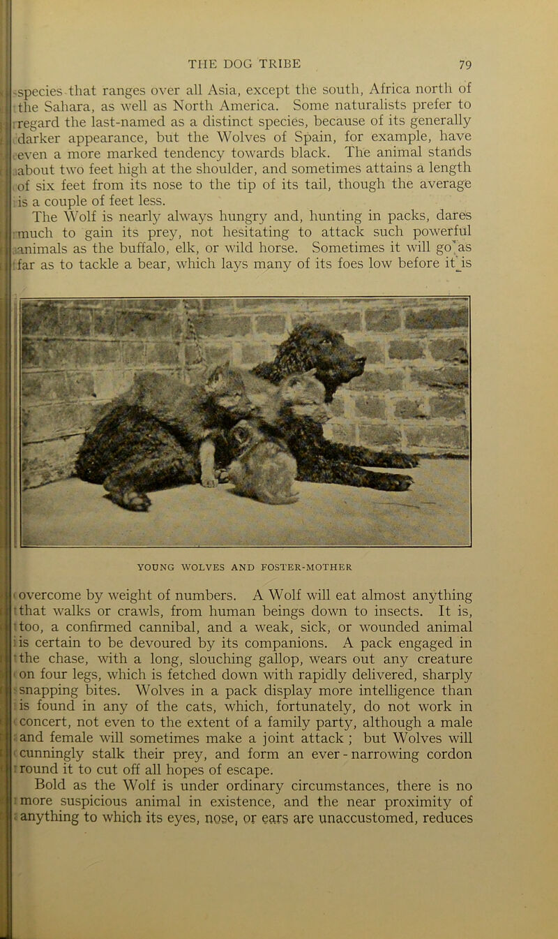 -species that ranges over all Asia, except the south, Africa north of the Sahara, as well as North America. Some naturalists prefer to regard the last-named as a distinct species, because of its generally darker appearance, but the Wolves of Spain, for example, have even a more marked tendency towards black. The animal stands .about two feet high at the shoulder, and sometimes attains a length of six feet from its nose to the tip of its tail, though the average is a couple of feet less. The Wolf is nearly always hungry and, hunting in packs, dares much to gain its prey, not hesitating to attack such powerful •animals as the buffalo, elk, or wild horse. Sometimes it will go^as far as to tackle a bear, which lays many of its foes low before itjs YOUNG WOLVES AND FOSTER-MOTHER ' overcome by weight of numbers. A Wolf will eat almost anything 'that walks or crawls, from human beings down to insects. It is, Too, a confirmed cannibal, and a weak, sick, or wounded animal iis certain to be devoured by its companions. A pack engaged in ‘the chase, with a long, slouching gallop, wears out any creature ' on four legs, which is fetched down with rapidly delivered, sharply snapping bites. Wolves in a pack display more intelligence than is found in any of the cats, which, fortunately, do not work in ■ concert, not even to the extent of a family party, although a male • and female will sometimes make a joint attack ; but Wolves will cunningly stalk their prey, and form an ever - narrowing cordon : round it to cut off all hopes of escape. Bold as the Wolf is under ordinary circumstances, there is no : more suspicious animal in existence, and the near proximity of ; anything to which its eyes, nose, or ears are unaccustomed, reduces