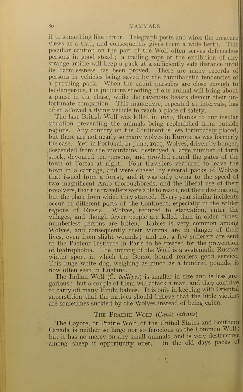 it to something like terror. Telegraph posts and wires the creature views as a trap, and consequently gives them a wide berth. Tins peculiar caution on the part of the Wolf often serves defenceless persons in good stead ; a trailing rope or the exhibition of any strange article will keep a pack at a sufficiently safe distance until its harmlessness has been proved. There are many records of persons in vehicles being saved by the cannibalistic tendencies of a pursuing pack. When the gaunt pursuers are close enough to be dangerous, the judicious shooting of one animal will bring about a pause in the chase, while the ravenous beasts devour their un- fortunate companion. This manoeuvre, repeated at intervals, has often allowed a flying vehicle to reach a place of safety. The last British Wolf was killed in 1680, thanks to our insular situation preventing the animals being replenished from outside regions. Any country on the Continent is less fortunately placed, but there are not nearly so many wolves in Europe as was formerly the case. Yet in Portugal, in June, 1909, Wolves, driven by hunger, descended from the mountains, destroyed a large number of farm 'stock, devoured ten persons, and prowled round the gates of the 'town of Torsas at night. Four travellers ventured to leave the town in a carriage, and were chased by several packs of Wolves that issued from a forest, and it was only owing to the speed of I two magnificent Arab thoroughbreds, and the liberal use of their ; revolvers, that the travellers were able to reach, not their destination, but the place from which they started. Every year similar incidents occur in different parts of the Continent, especially in the wilder regions of Russia. Wolves, reduced to starvation, enter the villages, and though fewer people are killed than in olden times, numberless persons are bitten. Rabies is very common among Wolves, and consequently their victims are in danger of their lives, even from slight wounds ; and not a few sufferers are sent to the Pasteur Institute in Paris to be treated for the prevention of hydrophobia. The hunting of the Wolf is a systematic Russian winter, sport in which the Borzoi hound renders good service. This huge white dog, weighing as much as a hundred pounds, is now often seen in England. The Indian Wolf (C. 'palUpes) is smaller in size and is less gre- garious ; but a couple of them will attack a man, and they contrive to carry off many Hindu babies. It is only in keeping with Oriental superstition that the natives should believe that the little victims are sometimes suckled by the Wolves instead of being eaten. The Prairie Wolf {Cams latrans) The Coyote, or Prairie Wolf, of the United States and Southern Canada is neither so large nor so ferocious as the Common Wolf; but it has no mercy on any small animals, and is very destructive among sheep if opportunity offer. In the old days packs of