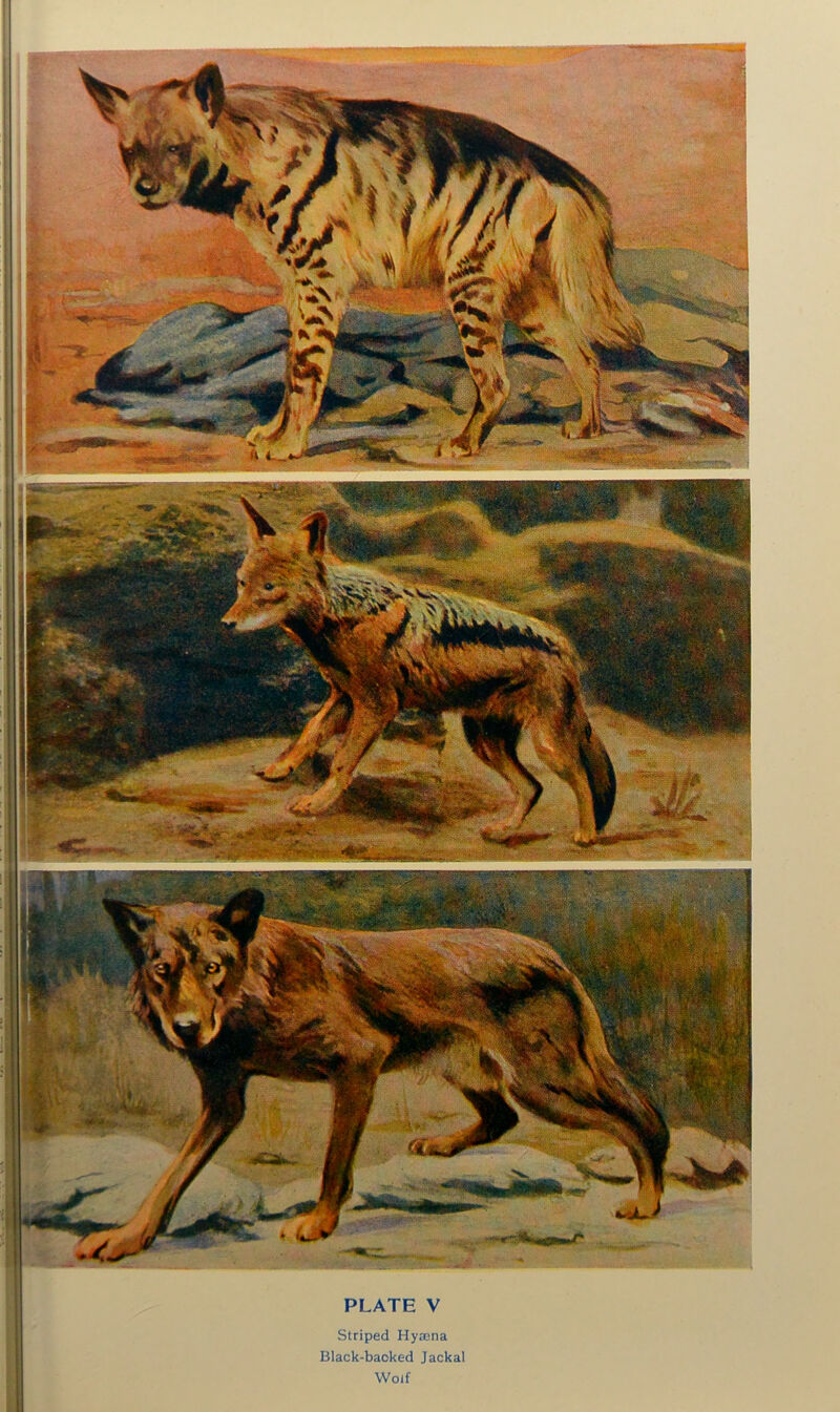 PLATE V Striped Hyasna Black-baoked Jackal Wolf