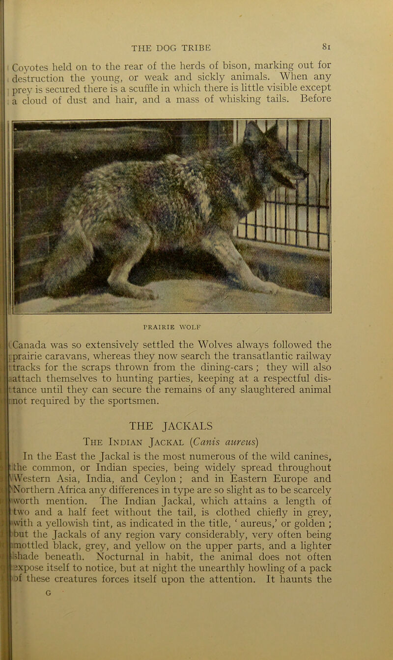 Coyotes held on to the rear of the herds of bison, marking out for destruction the young, or weak and sickly animals. When any prey is secured there is a scuffle in which there is little visible except a cloud of dust and hair, and a mass of whisking tails. Before PRAIRIE WOLF ■ Canada was so extensively settled the Wolves always followed the , prairie caravans, whereas they now search the transatlantic railway tracks for the scraps thrown from the dining-cars ; they will also attach themselves to hunting parties, keeping at a respectful dis- tance until they can secure the remains of any slaughtered animal not required by the sportsmen. «= THE JACKALS The Indian Jackal [Canis aureus) i In the East the Jackal is the most numerous of the wild canines, ^ i the common, or Indian species, being widely spread throughout s ' Western Asia, India, and Ceylon ; and in Eastern Europe and i LNforthern Africa any differences in type are so slight as to be scarcely c •worth mention. The Indian Jackal, which attains a length of i' two and a half feet without the tail, is clothed chiefly in grey, ?| Avith a yellowish tint, as indicated in the title, ‘ aureus,’ or golden ; ||; but the Jackals of any region vary considerably, very often being m -mottled black, grey, and yellow on the upper parts, and a lighter Mi fflade beneath. Nocturnal in habit, the animal does not often H expose itself to notice, but at night the unearthly howling of a pack f| Df these creatures forces itself upon the attention. It haunts the G