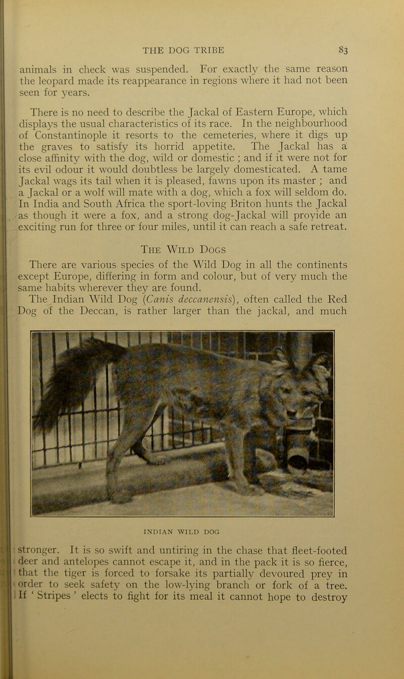 animals in check was suspended. For exactly the same reason the leopard made its reappearance in regions where it had not been seen for }^ears. There is no need to describe the Jackal of Eastern Europe, which displays the usual characteristics of its race. In the neighbourhood of Constantinople it resorts to the cemeteries, where it digs up the graves to satisfy its horrid appetite. The Jackal has a close affinity with the dog, wild or domestic ; and if it were not for its evil odour it would doubtless be largely domesticated. A tame Jackal wags its tail when it is pleased, fawns upon its master ; and a Jackal or a wolf will mate with a dog, which a fox will seldom do. In India and South Africa the sport-loving Briton hunts the Jackal as though it were a fox, and a strong dog-Jackal will provide an exciting run for three or four miles, until it can reach a safe retreat. The Wild Dogs There are various species of the Wild Dog in all the continents except Europe, differing in form and colour, but of very much the same habits wherever they are found. The Indian Wild Dog {Canis deccanensis), often called the Red Dog of the Deccan, is rather larger than the jackal, and much INDIAN WILD DOG stronger. It is so swift and untiring in the chase that fleet-footed deer and antelopes cannot escape it, and in the pack it is so fierce, that the tiger is forced to forsake its partially devoured prey in order to seek safety on the low-lying branch or fork of a tree. If ‘ Stripes ’ elects to fight for its meal it cannot hope to destroy