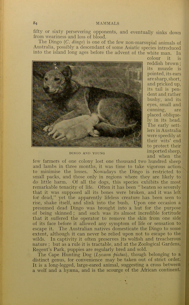 fifty or sixty persevering opponents, and eventually sinks down from weariness and loss of blood. The Dingo (C. dingo) is one of the few non-marsupial animals of Australia, possibly a descendant of some Asiatic species introduced into the island long ages before the advent of the white man. In colour it is reddish brown; its muzzle is pointed, its ears are sharp, short, and pricked up, its tail is pen- dent and rather bushy, and its eyes, small and cunning, are placed oblique- ly in its head. The early sett- lers in Australia were speedily at their wits’ end to protect their imported sheep, and when the few farmers of one colony lost one thousand two hundred sheep and lambs in three months, it was time to take vigorous action to minimise the losses. Nowadays the Dingo is restricted to small packs, and those only in regions where they are likely to do little harm. Of all the dogs, this species exhibits the most remarkable tenacity of life. Often it has been “ beaten so severely that it was supposed all its bones were broken, and it was left for dead,” yet the apparently lifeless creature has been seen to rise, shake itself, and slink into the bush. Upon one occasion a presumed dead Dingo was brought into a hut for the purpose of being skinned ; and such was its almost incredible fortitude that it suffered the operator to remove the skin from one side of its face before it allowed any symptom of life or sensation to escape it. The Australian natives domesticate the Dingo to some extent, although it can never be relied upon not to escape to the wilds. In captivity it often preserves its wolfish and treacherous nature ; but as a rule it is tractable, and at the Zoological Gardens, Regent’s Park, puppies are regularly bred and sold. The Cape Hunting Dog {Lycaon ■pictus), though belon^ng to a distinct genus, for convenience may be taken out of strict order. It is a long-legged, large-eared animal, suggesting a cross between a wolf and a hyaena, and is the scourge of the African continent.