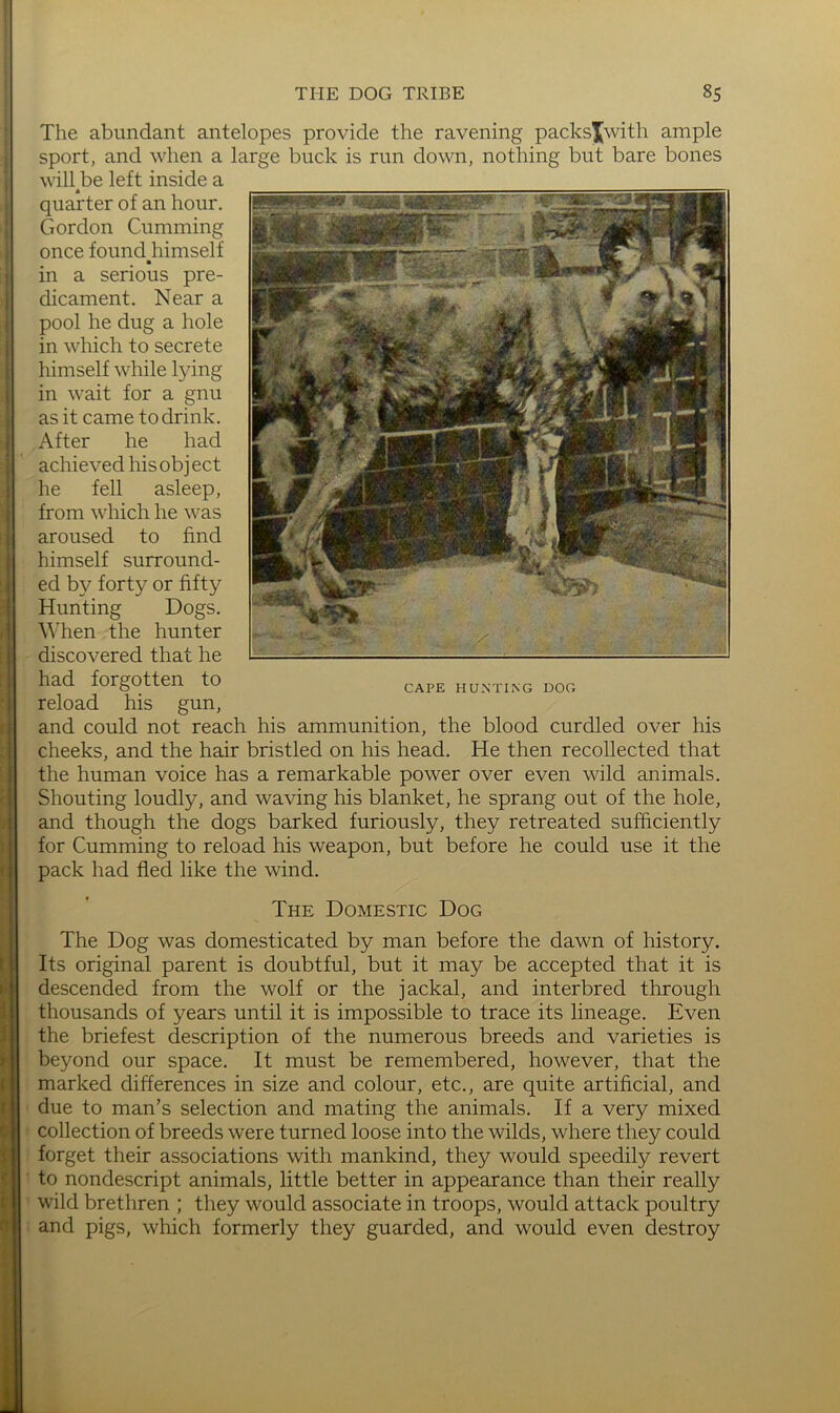 The abundant antelopes provide the ravening packsjwith ample sport, and when a large buck is run down, nothing but bare bones will^be left inside a quarter of an hour, Gordon Gumming once found himself m a serious pre- dicament, Near a pool he dug a hole in which to secrete himself while lying in wait for a gnu as it came to drink. After he had achieved his obj ect he fell asleep, from which he was aroused to find himself surround- ed by forty or fifty Hunting Dogs, When the hunter discovered that he had forgotten to reload his gun, and could not reach his ammunition, the blood curdled over his cheeks, and the hair bristled on his head. He then recollected that the human voice has a remarkable power over even wild animals. Shouting loudly, and waving his blanket, he sprang out of the hole, and though the dogs barked furiously, they retreated sufficiently for Gumming to reload his weapon, but before he could use it the pack had fled like the wind. CAPE HUNTING DOG The Domestic Dog The Dog was domesticated by man before the dawn of history. Its original parent is doubtful, but it may be accepted that it is descended from the wolf or the jackal, and interbred through thousands of years until it is impossible to trace its lineage. Even the briefest description of the numerous breeds and varieties is beyond our space. It must be remembered, however, that the marked differences in size and colour, etc,, are quite artificial, and due to man’s selection and mating the animals. If a very mixed collection of breeds were turned loose into the wilds, where they could forget their associations with mankind, they would speedily revert to nondescript animals, little better in appearance than their really wild brethren ; they would associate in troops, would attack poultry and pigs, which formerly they guarded, and would even destroy