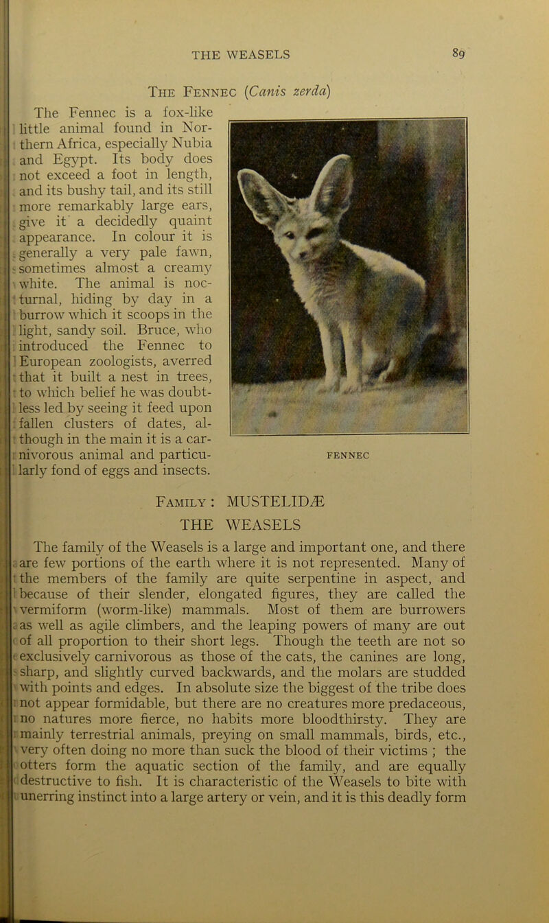 The Fennec {Cams zerda) The Fennec is a fox-like little animal found in Nor- thern Africa, especially Nubia and Egypt. Its body does not exceed a foot in length, and its bushy tail, and its still more remarkably large ears, give it a decidedly quaint appearance. In colour it is : .generally a very pale fawn, i ^ sometimes almost a creamy white. The animal is noc- i turnal, hiding by day in a 1 burrow which it scoops in the I light, sandy soil. Bruce, who i introduced the Fennec to i European zoologists, averred i : that it built a nest in trees, i ' to which belief he was doubt- I less led by seeing it feed upon 1 fallen clusters of dates, al- i though in the main it is a car- i nivorous animal and particu- j ' larly fond of eggs and insects. t i Family : MUSTELIDiE j THE WEASELS I The family of the Weasels is a large and important one, and there . are few portions of the earth where it is not represented. Many of ; the members of the family are quite serpentine in aspect, and ' because of their slender, elongated figures, they are called the • vermiform (worm-like) mammals. Most of them are burrowers ; as well as agile climbers, and the leaping powers of many are out ' of all proportion to their short legs. Though the teeth are not so ■ exclusively carnivorous as those of the cats, the canines are long, sharp, and slightly curved backwards, and the molars are studded with points and edges. In absolute size the biggest of the tribe does not appear formidable, but there are no creatures more predaceous, ; no natures more fierce, no habits more bloodthirsty. They are mainly terrestrial animals, preying on small mammals, birds, etc., very often doing no more than suck the blood of their victims ; the otters form the aquatic section of the family, and are equally destructive to fish. It is characteristic of the Weasels to bite with unerring instinct into a large artery or vein, and it is this deadly form FENNEC