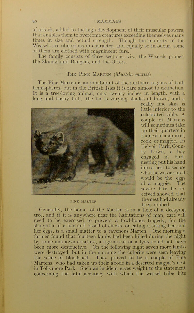 of attack, added to the high development of their muscular powers, that enables them to overcome creatures exceeding themselves many times in size and actual strength. Though the majority of the Weasels are obnoxious in character, and equally so in odour, some of them are clothed with magnificent furs. The family consists of three sections, viz., the Weasels proper, the Skunks and Badgers, and the Otters. The Pine Marten {Mustela martes) The Pine Marten is an inhabitant of the northern regions of both hemispheres, but in the British Isles it is rare almost to extinction. It is a tree-loving animal, only twenty inches in length, with a long and bushy tail; the fur is varying shades of brown, and a really fine skin is little inferior to the celebrated sable. A couple of Martens will sometimes take up their quarters in the nest of a squirrel, rook, or magpie. In Belvoir Park, Coun- ty Down, a boy engaged in bird- nesting put his hand into a nest to secure what he was assured would be the eggs of a magpie. The severe bite he re- ceived showed that the nest had already been robbed. Generally, the home of the Marten is in a hole of a decaying tree, and if it is anywhere near the habitations of man, care will need to be exercised to prevent a fowl-house tragedy, for the slaughter of a hen and brood of chicks, or eating a sitting hen and her eggs, is a small matter to a ravenous Marten. One morning a farmer found that fourteen lambs had been killed during the night by some unknown creature, a tigrine cat or a lynx could not have been more destructive. On the following night seven more lambs were destroyed, but in the morning the culprits were seen leaving the scene of bloodshed. They proved to be a couple of Pine Martens, who had taken up their abode in a deserted magpie’s nest in Tollymore Park. Such an incident gives weight to the statement concerning the fatal accuracy with which the weasel tribe bite PINE MARTEN