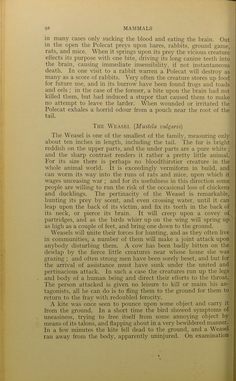 in many cases only sucking the blood and eating the brain. Out in the open the Polecat preys upon hares, rabbits, ground game, rats, and mice. When it springs upon its prey the vicious creature effects its purpose with one bite, driving its long canine teeth into the brain, causing immediate insensibility, if not instantaneous death. In one visit to a rabbit warren a Polecat will destroy as many as a score of rabbits. Very often the creature stores up food for future use, and in its burrow have been found frogs and toads and eels ; in the case of the former, a bite upon the brain had not killed them, but had induced a stupor that caused them to make no attempt to leave the larder. When wounded or irritated the Polecat exhales a horrid odour from a pouch near the root of the tail. The Weasel [Mustela vulgaris) \ The Weasel is one of the smallest of the family, measuring only j about ten inches in length, including the tail. The fur is bright reddish on the upper parts, and the under parts are a pure white ; 1 and the sharp contrast renders it rather a pretty little animal. ; For its size there is perhaps no bloodthirstier creature in the 1 whole animal world. It is exceedingly vermiform in build, and I can worm its way into the runs of rats and mice, upon which it f wages unceasing war ; and for its usefulness in this direction some ■ people are willing to run the risk of the occasional loss of chickens and ducklings. The pertinacity of the Weasel is remarkable, ' hunting its prey by scent, and even crossing water, until it can ? leap upon the back of its victim, and fix its teeth in the back of ' its neck, or pierce its brain. It will creep upon a covey of.^ [ partridges, and as the birds whirr up on the wing will spring up '' as high as a couple of feet, and bring one down to the ground. Weasels will unite their forces for hunting, and as they often live , in communities, a number of them will make a joint attack upon anybody disturbing them. A cow has been badly bitten on the , dewlap by the fierce little creatures near whose home she was ■ grazing ; and often strong men have been sorely beset, and but for , the arrival of assistance must have sunk under the united and pertinacious attack. In such a case the creatures run up the legs j and body of a human being and direct their efforts to the throat. The person attacked is given no leisure to kill or maim his an- tagonists, all he can do is to fling them to the ground for them to return to the fray with redoubled ferocity. A kite was once seen to pounce upon some object and carry it | from the ground. In a short time the bird showed symptoms of uneasiness, trying to free itself from some annoying object by means of its talons, and flapping about in a very bewildered manner. In a few minutes the kite fell dead to the ground, and a Weasel ran away from the body, apparently uninjured. On examination i iis,/ ,\'