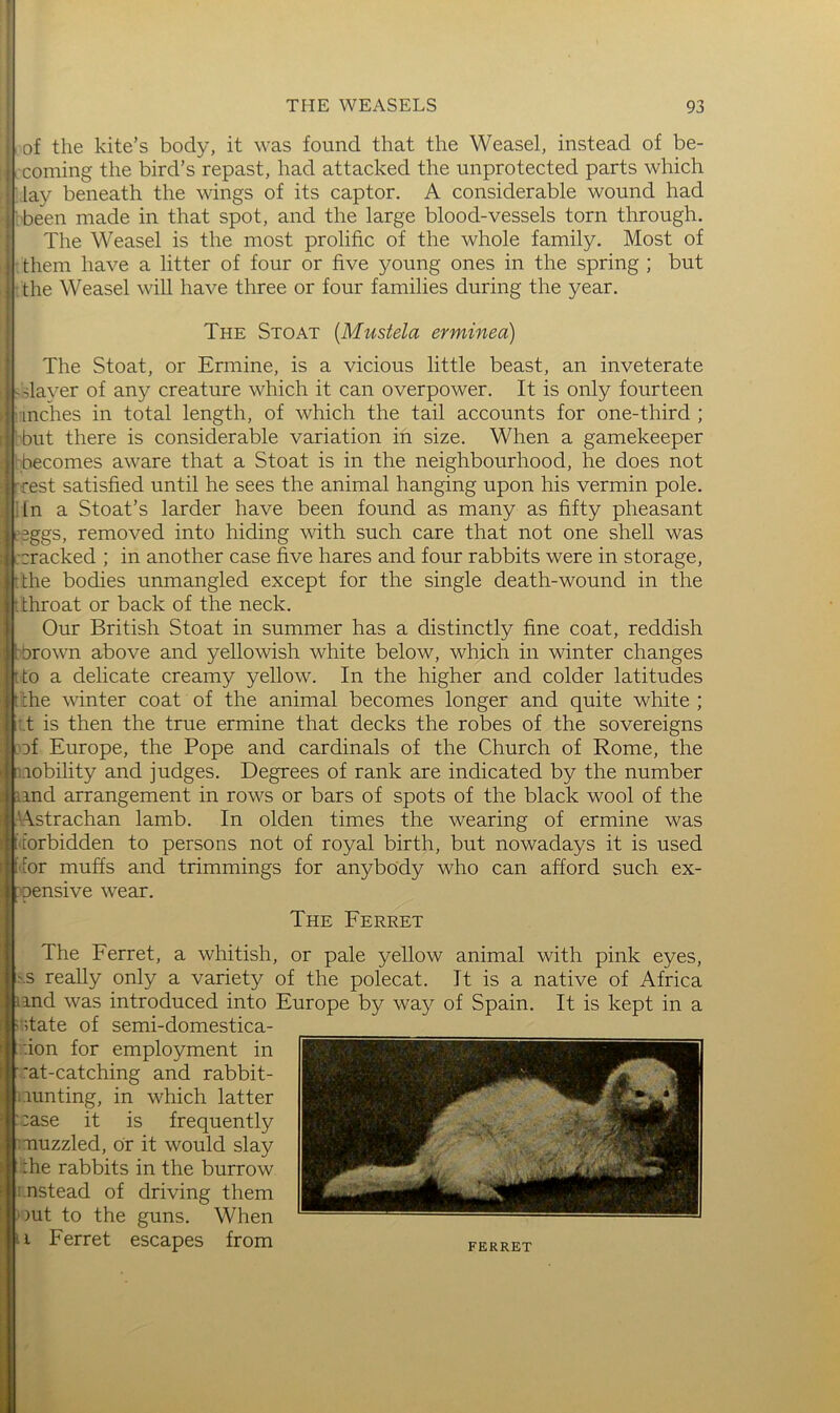 I of the kite’s body, it was found that the Weasel, instead of be- coming the bird’s repast, had attacked the unprotected parts which lay beneath the wings of its captor. A considerable wound had 'been made in that spot, and the large blood-vessels torn through. The Weasel is the most prolific of the whole family. Most of : them have a litter of four or five young ones in the spring ; but the Weasel will have three or four families during the year. The Stoat {Mustela erminea) The Stoat, or Ermine, is a vicious little beast, an inveterate I'slayer of any creature which it can overpower. It is only fourteen Indies in total length, of which the tail accounts for one-third ; rbut there is considerable variation in size. When a gamekeeper Wbecomes aware that a Stoat is in the neighbourhood, he does not ®Vrest satisfied until he sees the animal hanging upon his vermin pole. ;in a Stoat’s larder have been found as many as fifty pheasant L'eggs, removed into hiding with such care that not one shell was racked ; in another case five hares and four rabbits were in storage, :the bodies unmangled except for the single death-wound in the ithroat or back of the neck. Our British Stoat in summer has a distinctly fine coat, reddish brown above and yellowish white below, which in winter changes tto a delicate creamy yellow. In the higher and colder latitudes t [he winter coat of the animal becomes longer and quite white ; :.t is then the true ermine that decks the robes of the sovereigns joif Europe, the Pope and cardinals of the Church of Rome, the mobility and judges. Degrees of rank are indicated by the number nnd arrangement in rows or bars of spots of the black wool of the Astrachan lamb. In olden times the wearing of ermine was I'iorbidden to persons not of royal birth, but nowadays it is used for muffs and trimmings for anybody who can afford such ex- >oensive wear. The Ferret The Ferret, a whitish, or pale yellow animal with pink eyes, >.s really only a variety of the polecat. It is a native of Africa imd was introduced into Europe by wa}^ of Spain. It is kept in a iotate of semi-domestica- :ion for employment in ■'at-catching and rabbit- i.run ting, in which latter :.:ase it is frequently muzzled, or it would slay the rabbits in the burrow i.nstead of driving them out to the guns. When m Ferret escapes from FERRET