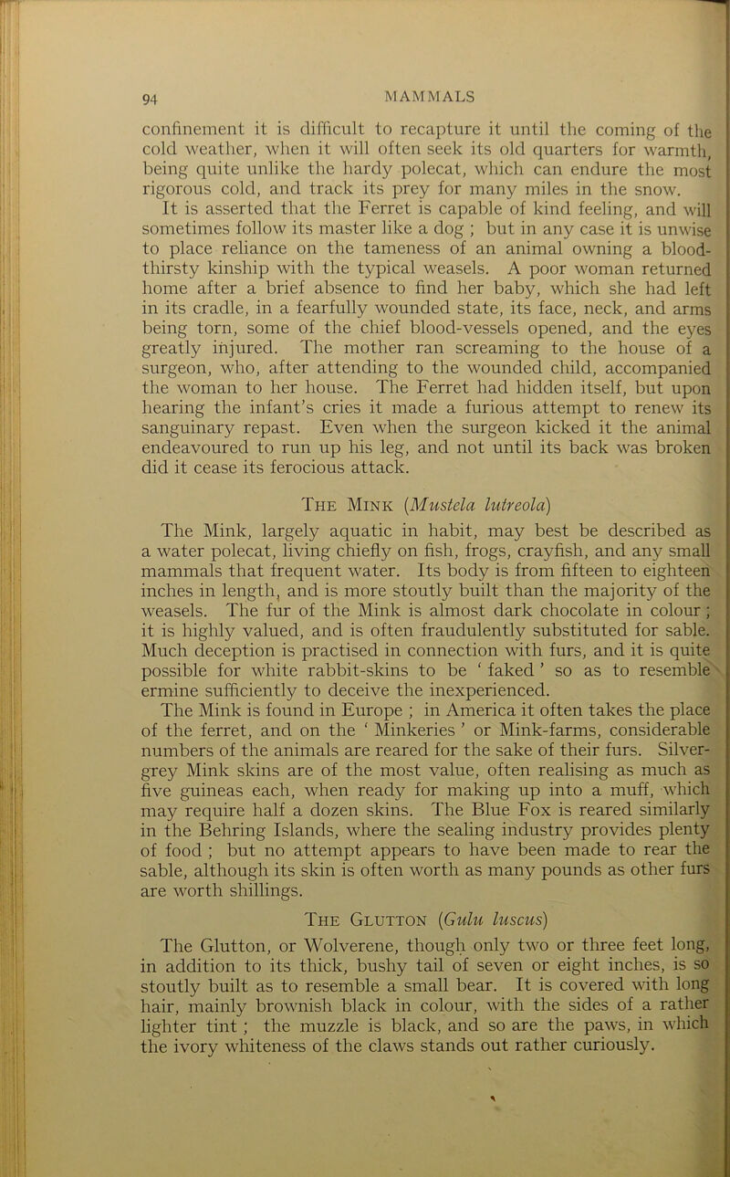 confinement it is difficult to recapture it until the coming of the cold weather, when it will often seek its old quarters for warmth, being quite unlike the hardy polecat, which can endure the most rigorous cold, and track its prey for many miles in the snow. It is asserted that the Ferret is capable of kind feeling, and will sometimes follow its master like a dog ; but in any case it is unwise to place reliance on the tameness of an animal owning a blood- thirsty kinship with the typical weasels. A poor woman returned home after a brief absence to find her baby, which she had left in its cradle, in a fearfully wounded state, its face, neck, and arms being torn, some of the chief blood-vessels opened, and the eyes greatly injured. The mother ran screaming to the house of a surgeon, who, after attending to the wounded child, accompanied the woman to her house. The Ferret had hidden itself, but upon hearing the infant’s cries it made a furious attempt to renew its sanguinary repast. Even when the surgeon kicked it the animal endeavoured to run up his leg, and not until its back was broken did it cease its ferocious attack. The Mink [Mustela lutreola) The Mink, largely aquatic in habit, may best be described as a water polecat, living chiefly on fish, frogs, crayfish, and any small mammals that frequent water. Its body is from fifteen to eighteen inches in length, and is more stoutly built than the majority of the weasels. The fur of the Mink is almost dark chocolate in colour; it is highly valued, and is often fraudulently substituted for sable. Much deception is practised in connection with furs, and it is quite possible for white rabbit-skins to be ‘ faked ’ so as to resemble ermine sufficiently to deceive the inexperienced. The Mink is found in Europe ; in America it often takes the place of the ferret, and on the ' Minkeries ’ or Mink-farms, considerable numbers of the animals are reared for the sake of their furs. Silver- grey Mink skins are of the most value, often realising as much as five guineas each, when ready for making up into a muff, which may require half a dozen skins. The Blue Fox is reared similarly in the Behring Islands, where the sealing industry provides plenty of food ; but no attempt appears to have been made to rear the sable, although its skin is often worth as many pounds as other furs are worth shillings. The Glutton [Gulu luscus) The Glutton, or Wolverene, though only two or three feet long, in addition to its thick, bushy tail of seven or eight inches, is so stoutly built as to resemble a small bear. It is covered with long hair, mainly brownish black in colour, with the sides of a rather lighter tint ; the muzzle is black, and so are the paws, in which the ivory whiteness of the claws stands out rather curiously.