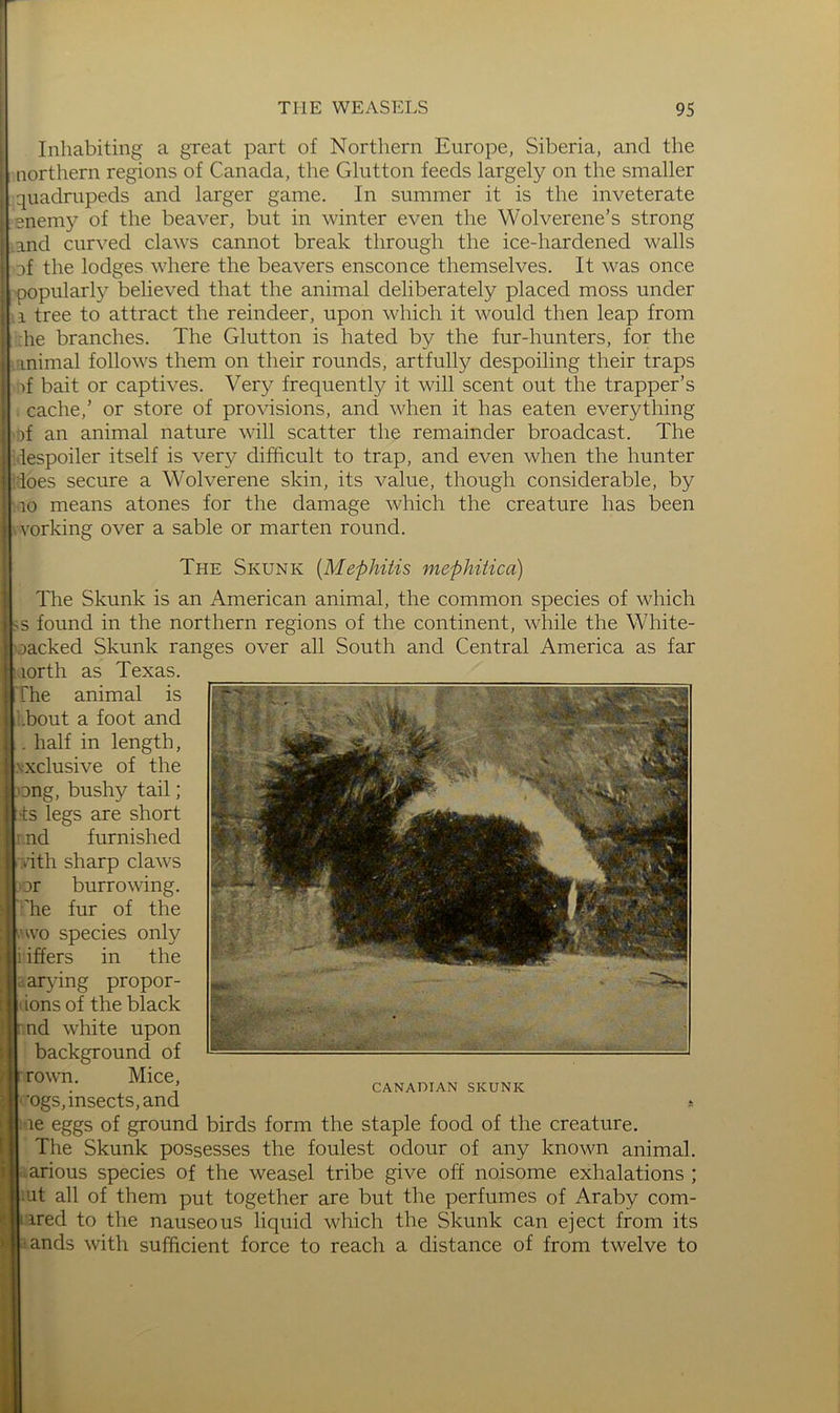 Inhabiting a great part of Northern Europe, Siberia, and the I northern regions of Canada, the Glutton feeds largely on the smaller j\ quadrupeds and larger game. In summer it is the inveterate Irenemy of the beaver, but in winter even the Wolverene’s strong and curved claws cannot break through the ice-hardened walls I af the lodges where the beavers ensconce themselves. It was once I popularly believed that the animal deliberately placed moss under I. a tree to attract the reindeer, upon which it would then leap from I :he branches. The Glutton is hated by the fur-hunters, for the 1‘\animal follows them on their rounds, artfully despoiling their traps T bait or captives. Very frequently it will scent out the trapper’s cache,’ or store of provisions, and when it has eaten everything of an animal nature will scatter the remainder broadcast. The .'lespoiler itself is very difficult to trap, and even when the hunter iioes secure a Wolverene skin, its value, though considerable, by i 10 means atones for the damage which the creature has been ' vorking over a sable or marten round. The Skunk {Mephitis mephitica) The Skunk is an American animal, the common species of which s found in the northern regions of the continent, while the White- oacked Skunk ranges over all South and Central America as far lorth as Texas. The animal is .bout a foot and , half in length, xclusive of the ong, bushy tail; ts legs are short r,nd furnished >’ith sharp claws lor burrowing. The fur of the 'Avo species only iiffers in the varying propor- ions of the black nd white upon background of rown. Mice, ogs,insects,and le eggs of ground birds form the staple food of the creature. The Skunk possesses the foulest odour of any known animal, -arious species of the weasel tribe give off noisome exhalations ; '.at all of them put together are but the perfumes of Araby com- ured to the nauseous liquid which the Skunk can eject from its ands with sufficient force to reach a distance of from twelve to - CANADIAN SKUNK