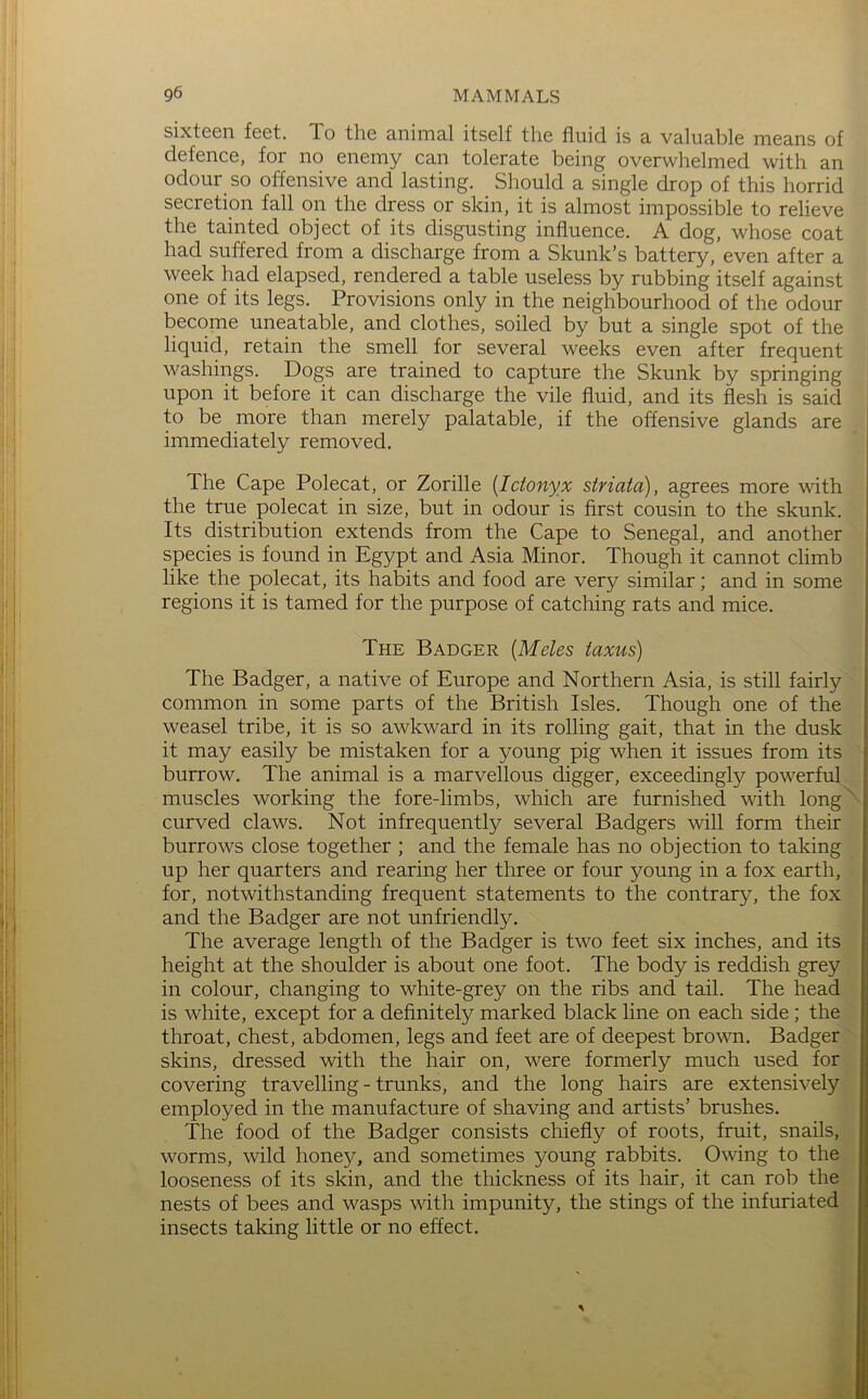 sixteen feet. To the animal itself the fluid, is a valuable means of defence, for no enemy can tolerate being overwhelmed with an odour so offensive and lasting. Should a single drop of this horrid secretion fall on the dress or skin, it is almost impossible to relieve the tainted object of its disgusting influence. A dog, whose coat had suffered from a discharge from a Skunk’s battery, even after a week had elapsed, rendered a table useless by rubbing itself against one of its legs. Provisions only in the neighbourhood of the odour become uneatable, and clothes, soiled by but a single spot of the liquid, retain the smell for several weeks even after frequent washings. Dogs are trained to capture the Skunk by springing upon it before it can discharge the vile fluid, and its flesh is said i to be more than merely palatable, if the offensive glands are immediately removed, i The Cape Polecat, or Zorille {Ictonyx striata), agrees more with | the true polecat in size, but in odour is first cousin to the skunk. Its distribution extends from the Cape to Senegal, and another j species is found in Egypt and Asia Minor. Though it cannot climb i like the polecat, its habits and food are very similar; and in some [ I ! regions it is tamed for the purpose of catching rats and mice. j ,! The Badger {Meles taxus) \ ' The Badger, a native of Europe and Northern Asia, is still fairly common in some parts of the British Isles. Though one of the ' ' weasel tribe, it is so awkward in its rolling gait, that in the dusk : I it may easily be mistaken for a young pig when it issues from its burrow. The animal is a marvellous digger, exceedingly powerful ; I muscles working the fore-limbs, which are furnished with longN j; ^ curved claws. Not infrequently several Badgers will form their , burrows close together ; and the female has no objection to taking il up her quarters and rearing her three or four young in a fox earth, for, notwithstanding frequent statements to the contrary, the fox j and the Badger are not unfriendly. The average length of the Badger is two feet six inches, and its j height at the shoulder is about one foot. The body is reddish grey , I in colour, changing to white-grey on the ribs and tail. The head is white, except for a definitely marked black line on each side; the II throat, chest, abdomen, legs and feet are of deepest brown. Badger' I j skins, dressed with the hair on, were formerly much used for ■ ■ covering travelling - trunks, and the long hairs are extensively j;' employed in the manufacture of shaving and artists’ brushes. •'! The food of the Badger consists chiefly of roots, fruit, snails, ' i worms, wild honey, and sometimes young rabbits. Owing to the looseness of its skin, and the thickness of its hair, it can rob the ij nests of bees and wasps with impunity, the stings of the infuriated Ij insects taking little or no effect.