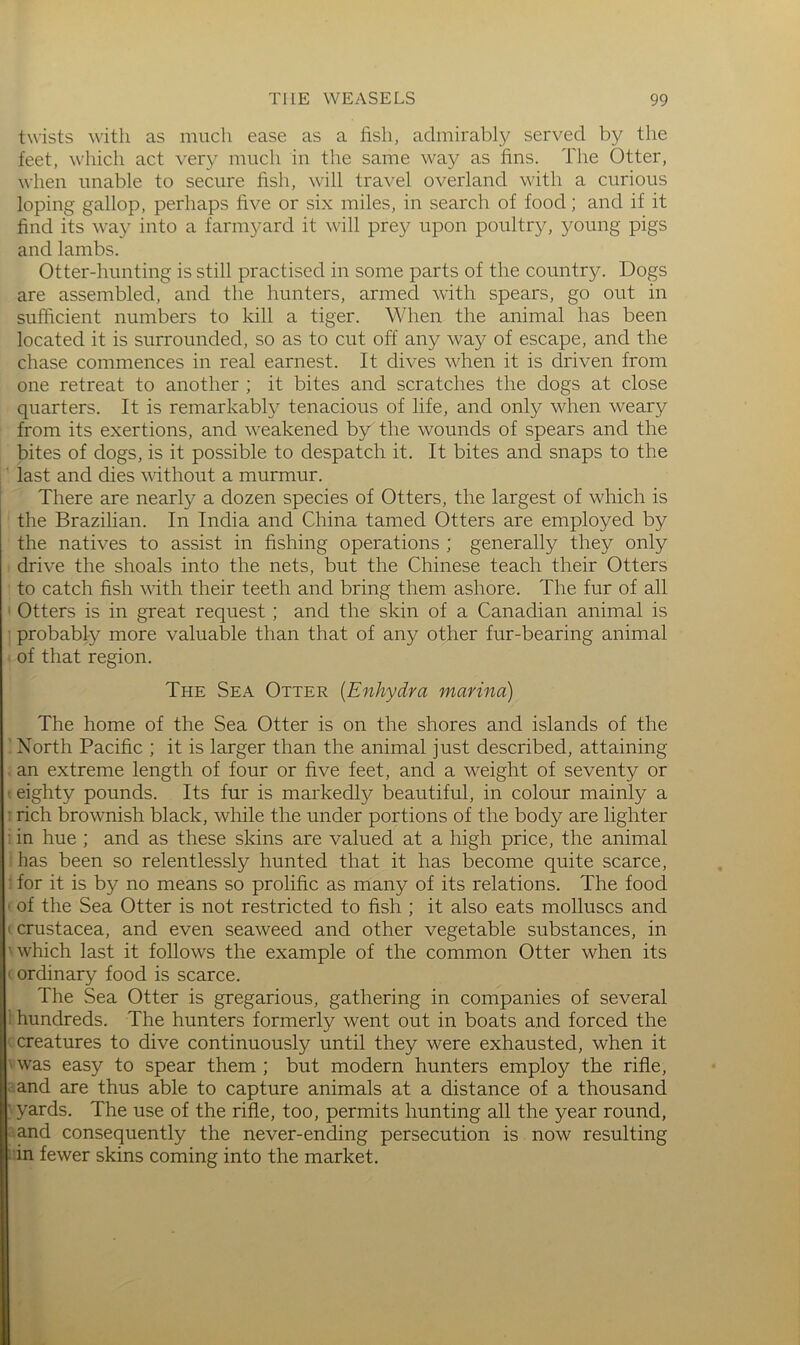 twists with as much ease as a fish, admirably served by the feet, which act very much in the same way as fins. The Otter, when unable to secure fish, will travel overland with a curious loping gallop, perhaps five or six miles, in search of food; and if it find its way into a farni3^ard it will pre}^ upon poultry, young pigs and lambs. Otter-hunting is still practised in some parts of the country. Dogs are assembled, and the hunters, armed with spears, go out in sufficient numbers to kill a tiger. When the animal has been located it is surrounded, so as to cut off any way of escape, and the chase commences in real earnest. It dives when it is driven from one retreat to another ; it bites and scratches the dogs at close quarters. It is remarkabh’' tenacious of life, and only when weary from its exertions, and weakened by the wounds of spears and the bites of dogs, is it possible to despatch it. It bites and snaps to the ■ last and dies without a murmur. There are nearly a dozen species of Otters, the largest of which is the Brazilian. In India and China tamed Otters are employed by the natives to assist in fishing operations ; generally they only drive the shoals into the nets, but the Chinese teach their Otters to catch fish vdth their teeth and bring them ashore. The fur of all Otters is in great request; and the skin of a Canadian animal is • probably more valuable than that of any other fur-bearing animal of that region. The Sea Otter [Enhydra marina) The home of the Sea Otter is on the shores and islands of the North Pacific ; it is larger than the animal just described, attaining an extreme length of four or five feet, and a weight of seventy or eighty pounds. Its fur is markedly beautiful, in colour mainly a : rich brownish black, while the under portions of the body are lighter : in hue ; and as these skins are valued at a high price, the animal has been so relentlessly hunted that it has become quite scarce, : for it is by no means so prolific as many of its relations. The food ' of the Sea Otter is not restricted to fish ; it also eats molluscs and (Crustacea, and even seaweed and other vegetable substances, in ’ which last it follows the example of the common Otter when its I ordinary food is scarce. The Sea Otter is gregarious, gathering in companies of several ! hundreds. The hunters formerly went out in boats and forced the I. creatures to dive continuously until they were exhausted, when it '■ was easy to spear them ; but modern hunters employ the rifle, ;'.and are thus able to capture animals at a distance of a thousand 'yards. The use of the rifle, too, permits hunting all the year round, .'•and consequently the never-ending persecution is now resulting i in fewer skins coming into the market.