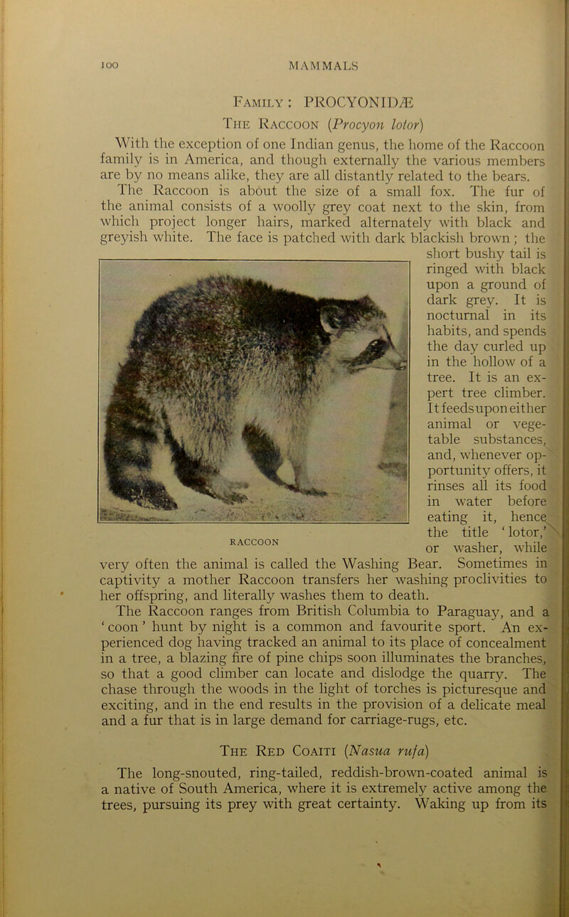 Family : PROCYONID/E The Raccoon {Procyon lot or) With the exception of one Indian genus, the liome of the Raccoon family is in America, and though externally the various members are by no means alike, they are all distantly related to the bears. The Raccoon is about the size of a small fox. The fur of the animal consists of a woolly grey coat next to the skin, from which project longer hairs, marked alternately with black and greyish white. The face is patched with dark blackish brown ; the short bushy tail is ringed with black upon a ground of dark grey. It is nocturnal in its habits, and spends the day curled up in the hollow of a tree. It is an ex- pert tree climber. It feedsupon either animal or vege- table substances, and, whenever op- portunity offers, it rinses all its food water before RACCOON eating it, hence the title ‘ lotor,’^ or washer, while very often the animal is called the Washing Bear. Sometimes in captivity a mother Raccoon transfers her washing proclivities to her offspring, and literally washes them to death. The Raccoon ranges from British Columbia to Paraguay, and a ‘ coon ’ hunt by night is a common and favourit e sport. An ex- perienced dog having tracked an animal to its place of concealment in a tree, a blazing fire of pine chips soon illuminates the branches, so that a good climber can locate and dislodge the quarry. The chase through the woods in the light of torches is picturesque and exciting, and in the end results in the provision of a delicate meal and a fur that is in large demand for carriage-rugs, etc. The Red Coaiti [Nasua rufa) The long-snouted, ring-tailed, reddish-brown-coated animal is j a native of South America, where it is extremely active among the | trees, pursuing its prey with great certainty. Waking up from its :i