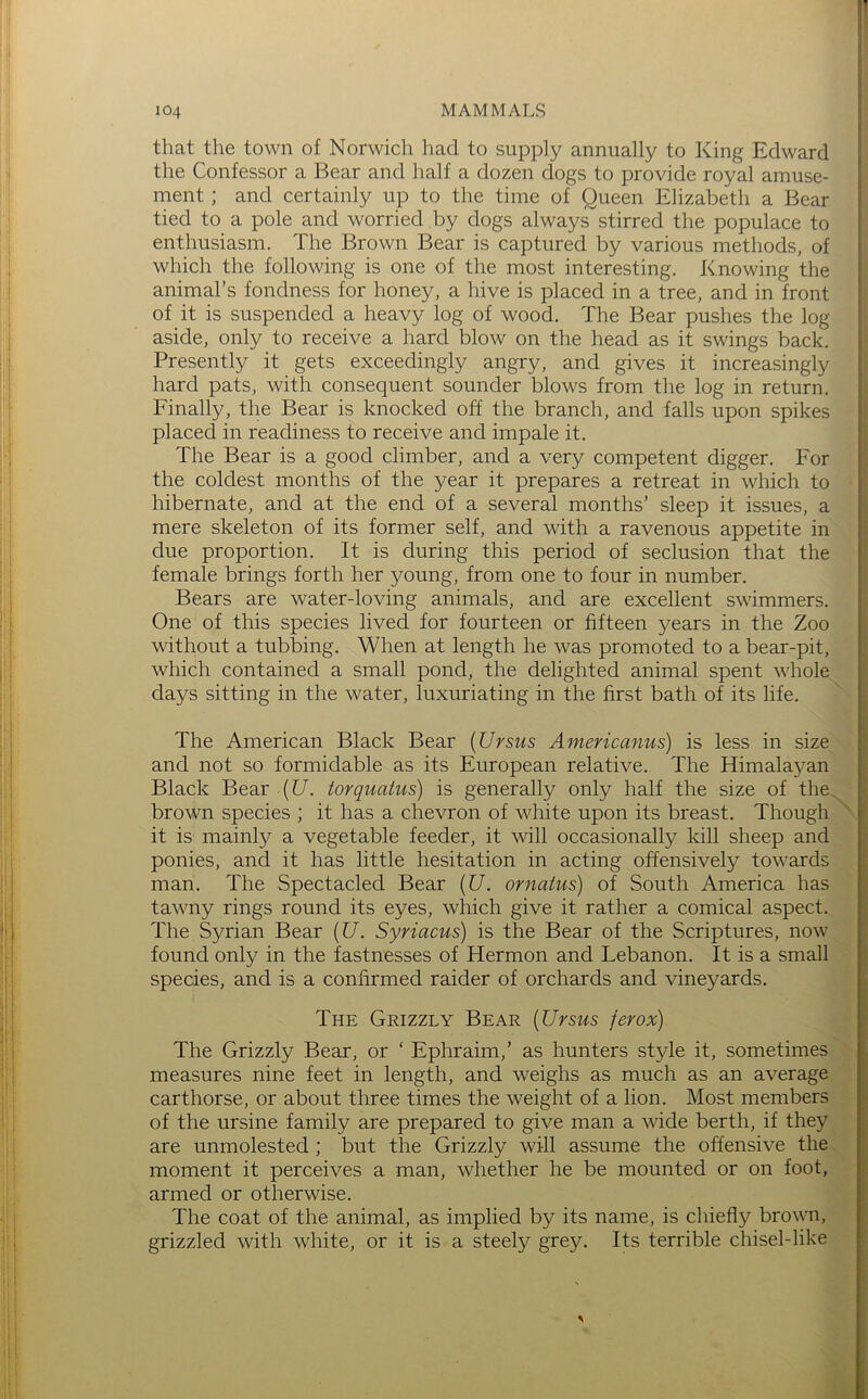 that the town of Norwich liad to supply annually to King Edward the Confessor a Bear and lialf a dozen dogs to provide royal amuse- ment ; and certainly up to the time of Queen Elizabeth a Bear tied to a pole and worried by dogs alwaysstirred the populace to enthusiasm. The Brown Bear is captured by various methods, of which the following is one of the most interesting. Knowing the animal’s fondness for honey, a hive is placed in a tree, and in front of it is suspended a heavy log of wood. The Bear pushes the log aside, only to receive a hard blow on the head as it swings back. Presently it gets exceedingly angry, and gives it increasingly hard pats, with consequent sounder blows from the log in return. Finally, the Bear is knocked off the branch, and falls upon spikes placed in readiness to receive and impale it. The Bear is a good climber, and a very competent digger. For the coldest months of the year it prepares a retreat in which to hibernate, and at the end of a several months’ sleep it issues, a mere skeleton of its former self, and with a ravenous appetite in due proportion. It is during this period of seclusion that the female brings forth her young, from one to four in number. Bears are water-loving animals, and are excellent swimmers. One of this species lived for fourteen or fifteen years in the Zoo without a tubbing. When at length he was promoted to a bear-pit, which contained a small pond, the delighted animal spent whole days sitting in the water, luxuriating in the first bath of its life. The American Black Bear {Ursus Americanus) is less in size and not so formidable as its European relative. The Himalayan Black Bear {U. torquatus) is generally only half the size of the brown species ; it has a chevron of white upon its breast. Though it is mainly a vegetable feeder, it will occasionally kill sheep and ponies, and it has little hesitation in acting offensively towards man. The Spectacled Bear {U. ornatus) of South America has tawny rings round its eyes, which give it rather a comical aspect. The Syrian Bear {U. Syriacus) is the Bear of the Scriptures, now found only in the fastnesses of Hermon and Lebanon. It is a small species, and is a confirmed raider of orchards and vineyards. The Grizzly Bear [Ursus ferox) The Grizzly Bear, or ‘ Ephraim,’ as hunters style it, sometimes measures nine feet in length, and weighs as much as an average carthorse, or about three times the weight of a lion. Most members of the ursine family are prepared to give man a wide berth, if they are unmolested ; but the Grizzly will assume the offensive the moment it perceives a man, whether he be mounted or on foot, armed or otherwise. The coat of the animal, as implied by its name, is chiefly brown, grizzled with white, or it is a steely grey. Its terrible chisel-like