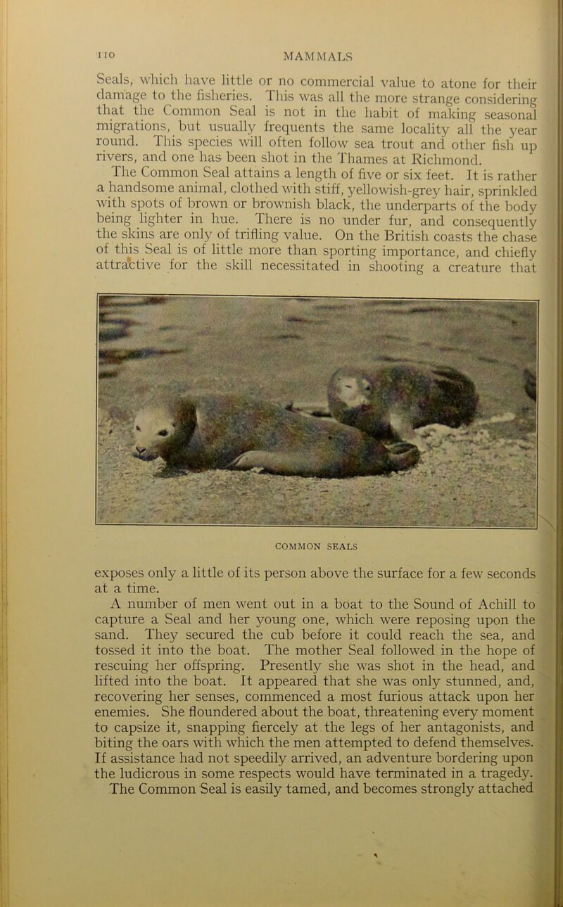 Seals, which have little or no commercial value to atone for their ^ damage to the fisheries. This was all the more strange considering ^ that the Common Seal is not in the habit of making seasonal i migrations, but usually frequents the same locality all the year round. This species will often follow sea trout and other fish up rivers, and one has been shot in the Thames at Richmond. | The Common Seal attains a length of five or six feet. It is rather ^ i a handsome animal, clothed with stiff, yellowish-grey hair, sprinkled i f with spots of brown or brownish black, the underparts of the body being lighter in hue. There is no under fur, and consequently | the skins are only of trifling value. On the British coasts the chase - of this Seal is of little more than sporting importance, and chiefly attractive for the skill necessitated in shooting a creature that COMMON SEALS I ; \ exposes only a little of its person above the surface for a few seconds !j at a time. | A number of men went out in a boat to the Sound of Achill to |j capture a Seal and her young one, which were reposing upon the }. sand. They secured the cub before it could reach the sea, and tossed it into the boat. The mother Seal followed in the hope of | rescuing her offspring. Presently she was shot in the head, and f lifted into the boat. It appeared that she was only stunned, and, recovering her senses, commenced a most furious attack upon her ! enemies. She floundered about the boat, threatening every moment ! to capsize it, snapping fiercely at the legs of her antagonists, and k biting the oars with which the men attempted to defend themselves. if If assistance had not speedily arrived, an adventure bordering upon i; the ludicrous in some respects would have terminated in a tragedy. ■ The Common Seal is easily tamed, and becomes strongly attached