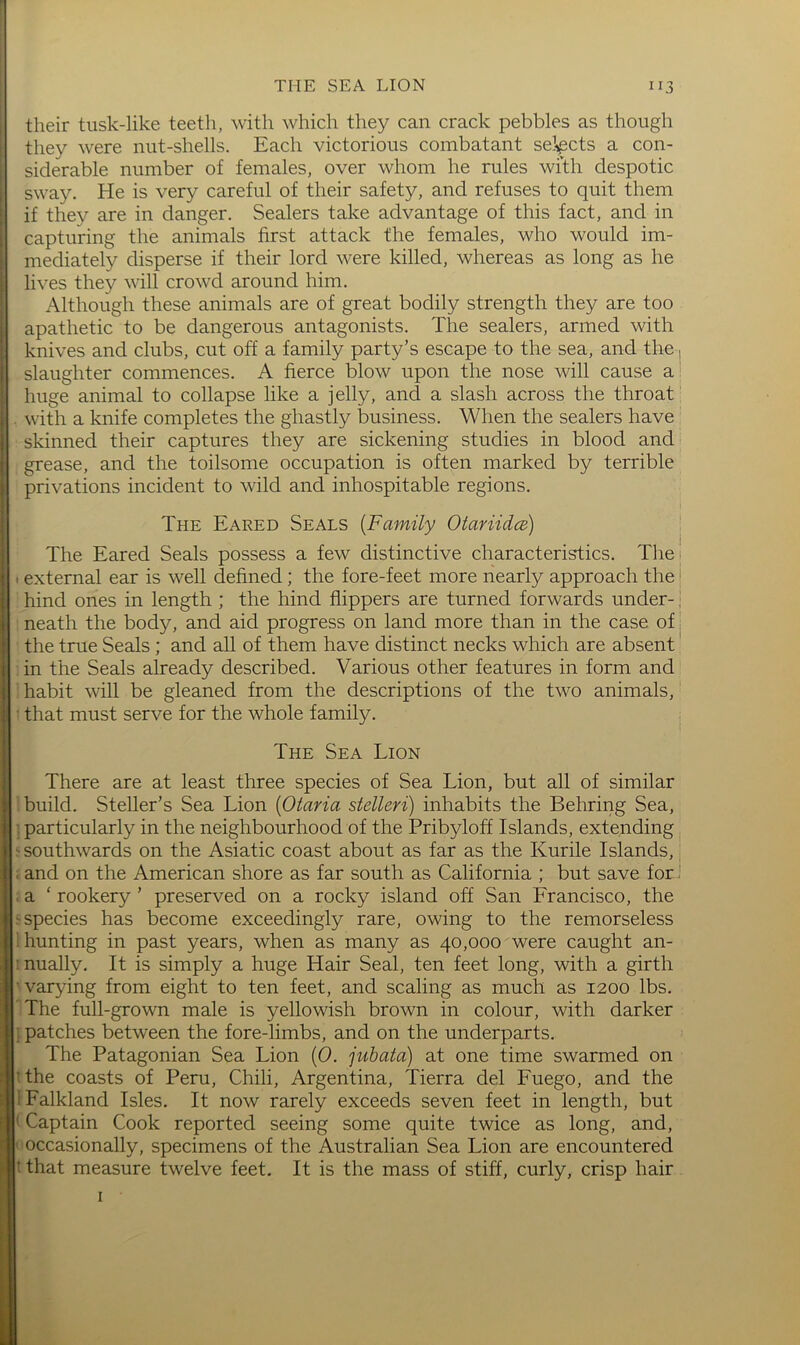 their tusk-like teeth, with which they can crack pebbles as though they were nut-shells. Each victorious combatant selects a con- siderable number of females, over whom he rules with despotic sway. He is very careful of their safety, and refuses to quit them if they are in danger. Sealers take advantage of this fact, and in capturing the animals first attack the females, who would im- mediately disperse if their lord were killed, whereas as long as he lives they will crowd around him. Although these animals are of great bodily strength they are too apathetic to be dangerous antagonists. The sealers, armed with knives and clubs, cut off a family party’s escape to the sea, and the, slaughter commences. A fierce blow upon the nose will cause a' huge animal to collapse like a jelly, and a slash across the throat' with a knife completes the ghastly business. When the sealers have skinned their captures they are sickening studies in blood and grease, and the toilsome occupation is often marked by terrible privations incident to wild and inhospitable regions. The Eared Seals {Family OtariidcB) The Eared Seals possess a few distinctive characteristics. Tliej I external ear is well defined; the fore-feet more nearly approach the' hind ones in length ; the hind flippers are turned forwards under-; neath the body, and aid progress on land more than in the case of the true Seals; and all of them have distinct necks which are absent in the Seals already described. Various other features in form and habit will be gleaned from the descriptions of the two animals, • that must serve for the whole family. The Sea Lion There are at least three species of Sea Lion, but all of similar build. Steller’s Sea Lion [Otaria stelleri) inhabits the Behring Sea, : particularly in the neighbourhood of the Pribyloff Islands, extending ^ southwards on the Asiatic coast about as far as the Kurile Islands, ; and on the American shore as far south as California ; but save for J . a ‘ rookery ’ preserved on a rocky island off San Francisco, the ^ species has become exceedingly rare, owing to the remorseless 1 hunting in past years, when as many as 40,000 were caught an- ! nually. It is simply a huge Hair Seal, ten feet long, with a girth ■varying from eight to ten feet, and scaling as much as 1200 lbs. The full-grown male is yellowish brown in colour, with darker i patches between the fore-limbs, and on the underparts. The Patagonian Sea Lion [0. juhata) at one time swarmed on ithe coasts of Peru, Chili, Argentina, Tierra del Fuego, and the I Falkland Isles. It now rarely exceeds seven feet in length, but (Captain Cook reported seeing some quite twice as long, and, I occasionally, specimens of the Australian Sea Lion are encountered t that measure twelve feet. It is the mass of stiff, curly, crisp hair I