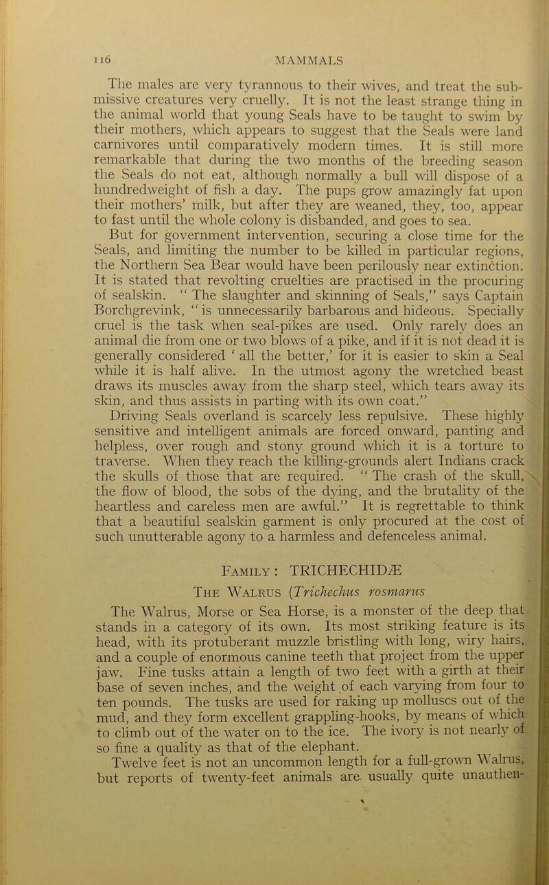 The males are very tyrannous to their wives, and treat the sub- missive creatures very cruelly. It is not the least strange thing in the animal world that young Seals have to be taught to swim by their mothers, which appears to suggest that the Seals were land carnivores until comparatively modern times. It is still more remarkable that during the two months of the breeding season the Seals do not eat, although normally a bull will dispose of a hundredweight of fish a day. The pups grow amazingly fat upon their mothers’ milk, but after they are weaned, they, too, appear to fast until the whole colony is disbanded, and goes to sea. But for government intervention, securing a close time for the Seals, and limiting the number to be killed in particular regions, the Northern Sea Bear would have been perilously near extinction. It is stated that revolting cruelties are practised in the procuring of sealskin. “ The slaughter and skinning of Seals,” says Captain Borchgrevink, “is unnecessarily barbarous and hideous. Specially cruel is the task when seal-pikes are used. Only rarely does an animal die from one or two blows of a pike, and if it is not dead it is generally considered ‘ all the better,’ for it is easier to skin a Seal while it is half alive. In the utmost agony the wretched beast draws its muscles away from the sharp steel, which tears away its skin, and thus assists in parting with its own coat.” Driving Seals overland is scarcely less repulsive. These highly sensitive and intelligent animals are forced onward, panting and helpless, over rough and stony ground which it is a torture to traverse. When they reach the killing-grounds alert Indians crack the skulls of those that are required. “ The crash of the skull, the flow of blood, the sobs of the d5dng, and the brutality of the heartless and careless men are awful.” It is regrettable to think that a beautiful sealskin garment is only procured at the cost of such unutterable agony to a harmless and defenceless animal. Family : TRICHECHID^ The Walrus {Trichechus rosmarns The Walrus, Morse or Sea Horse, is a monster of the deep that stands in a category of its own. Its most striking feature is its head, with its protuberant muzzle bristling with long, wiry hairs,, and a couple of enormous canine teeth that project from the upper jaw. Fine tusks attain a length of two feet with a girth at their base of seven inches, and the weight of each varying from four to ten pounds. The tusks are used for raking up molluscs out of the mud, and they form excellent grappling-hooks, by means of which to climb out of the water on to the ice. The ivory is not nearly of so fine a quality as that of the elephant. Twelve feet is not an uncommon length for a full-^own \\ aims, but reports of twenty-feet animals are- usually quite unauthen-.