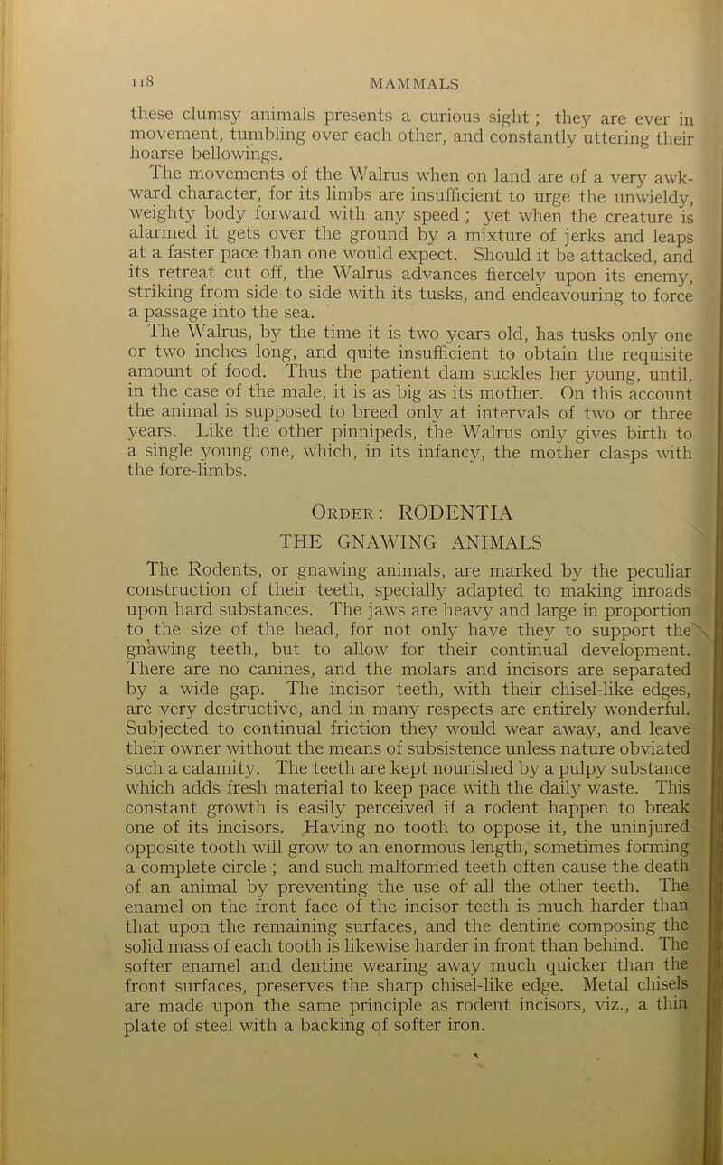 these clumsy animals presents a curious sight; they are ever in movement, tumbling over each other, and constantly uttering their hoarse bellowings. The movements of the Walrus when on land are of a very awk- ward character, for its limbs are insufficient to urge the unwieldy, weighty body forward with any speed ; yet when the creature is alarmed it gets over the ground by a mixture of jerks and leaps at a faster pace than one would expect. Should it be attacked, and its retreat cut off, the Walrus advances fiercely upon its enemy, | striking from side to side with its tusks, and endeavouring to force a passage into the sea. The Walrus, by the time it is two years old, has tusks only one or two inches long, and quite insufficient to obtain the requisite amount of food. Thus the patient dam suckles her young, until, in the case of the male, it is as big as its mother. On this account the animal is supposed to breed only at intervals of two or three years. Like the other pinnipeds, the Walrus only gives birth to a single young one, which, in its infancy, the mother clasps with the fore-limbs. Order: RODENTIA THE GNAWING ANIMALS The Rodents, or gnawing animals, are marked by the peculiar ' 11 construction of their teeth, specially adapted to making inroads j upon hard substances. The jaws are heavy and large in proportion] to the size of the head, for not only have they to support the] gnawing teeth, but to allow for their continual development.] There are no canines, and the molars and incisors are separated] by a wide gap. The incisor teeth, with their chisel-like edges,] are very destructive, and in many respects are entirely wonderful. Subjected to continual friction they would wear away, and leave their owner without the means of subsistence unless nature obviated] such a calamity. The teeth are kept nourished by a pulpy substance* which adds fresh material to keep pace with the daily waste. This constant growth is easily perceived if a rodent happen to break, one of its incisors. Having no tooth to oppose it, the uninjurec^ opposite tooth will grow to an enormous length, sometimes forming’! a complete circle ; and such malformed teeth often cause the death] of an animal by preventing the use of all the other teeth. The] enamel on the front face of the incisor teeth is much harder than that upon the remaining surfaces, and the dentine composing the] solid mass of each tooth is likewise harder in front than behind. The softer enamel and dentine wearing away much quicker than the front surfaces, preserves the sharp chisel-like edge. Metal chisels; are made upon the same principle as rodent incisors, viz., a thin-*^ plate of steel with a backing of softer iron.