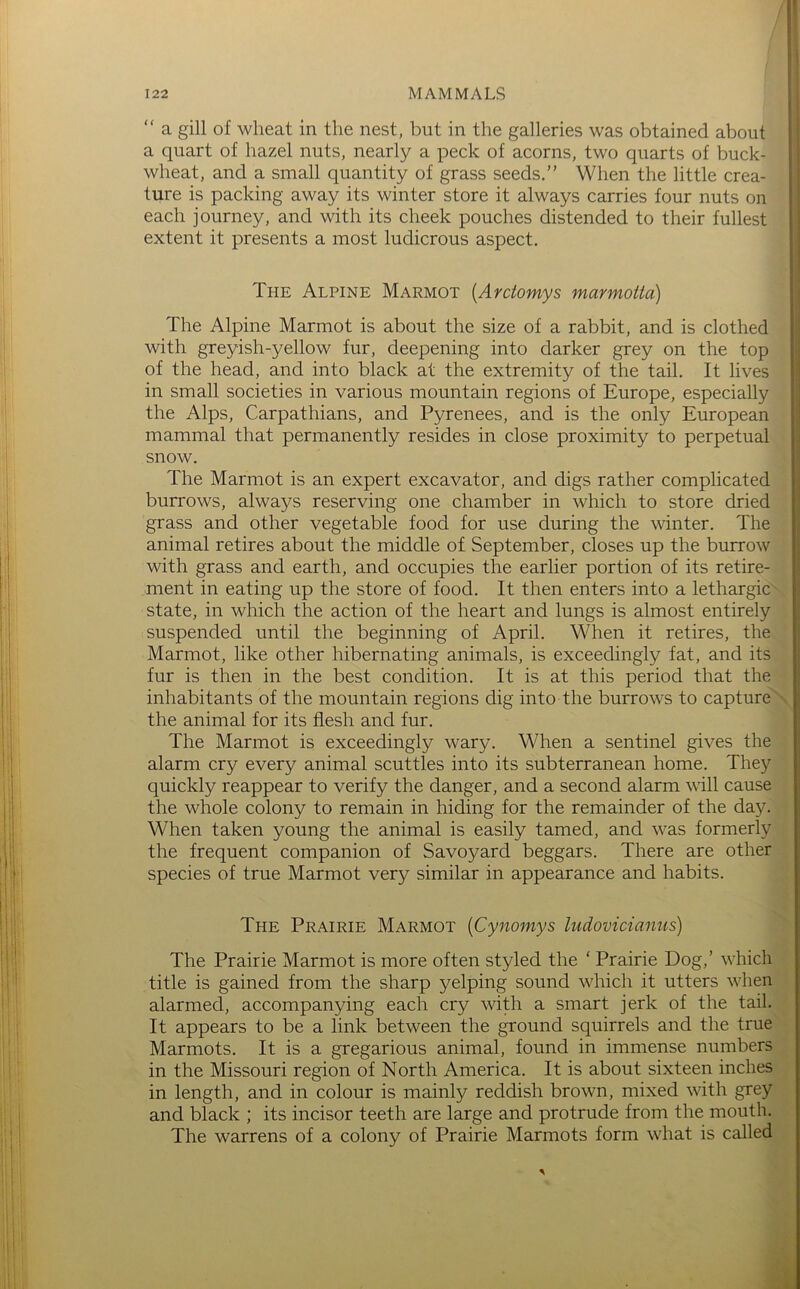 “ a gill of wheat in the nest, but in the galleries was obtained about a quart of hazel nuts, nearly a peck of acorns, two quarts of buck- wheat, and a small quantity of grass seeds.” When the little crea- ture is packing away its winter store it always carries four nuts on each journey, and with its cheek pouches distended to their fullest extent it presents a most ludicrous aspect. The Alpine Marmot [Arctomys marmoita) The Alpine Marmot is about the size of a rabbit, and is clothed with greyish-yellow fur, deepening into darker grey on the top of the head, and into black at the extremity of the tail. It lives in small societies in various mountain regions of Europe, especially the Alps, Carpathians, and Pyrenees, and is the only European mammal that permanently resides in close proximity to perpetual snow. The Marmot is an expert excavator, and digs rather complicated burrows, always reserving one chamber in which to store dried grass and other vegetable food for use during the winter. The animal retires about the middle of September, closes up the burrow with grass and earth, and occupies the earlier portion of its retire- ment in eating up the store of food. It then enters into a lethargic state, in which the action of the heart and lungs is almost entirely suspended until the beginning of April. When it retires, the Marmot, like other hibernating animals, is exceedingly fat, and its fur is then in the best condition. It is at this period that the inhabitants of the mountain regions dig into the burrows to capture the animal for its flesh and fur. The Marmot is exceedingly wary. When a sentinel gives the alarm cry every animal scuttles into its subterranean home. They quickly reappear to verify the danger, and a second alarm will cause the whole colony to remain in hiding for the remainder of the day. When taken young the animal is easily tamed, and was formerly the frequent companion of Savoyard beggars. There are other species of true Marmot very similar in appearance and habits. The Prairie Marmot {Cynomys ludovicianus) The Prairie Marmot is more often styled the ‘ Prairie Dog,’ which title is gained from the sharp yelping sound which it utters when alarmed, accompanying each cry with a smart jerk of the tail. It appears to be a link between the ground squirrels and the true Marmots. It is a gregarious animal, found in immense numbers in the Missouri region of North America. It is about sixteen inches in length, and in colour is mainly reddish brown, mixed with grey and black ; its incisor teeth are large and protrude from the mouth. The warrens of a colony of Prairie Marmots form what is called