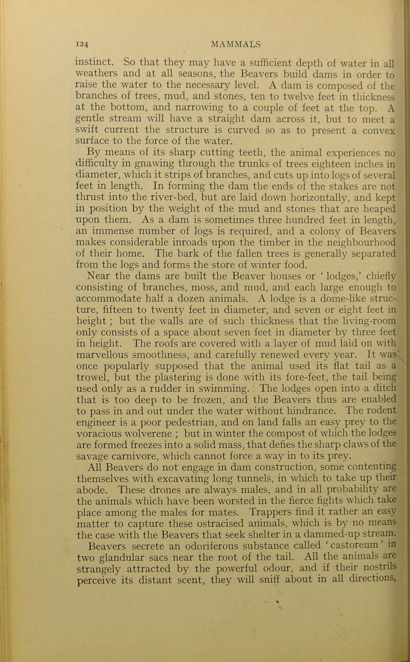 instinct. So that they may have a sufficient depth of water in all weathers and at all seasons, the Beavers build dams in order to raise the water to the necessary level. A dam is composed of the branches of trees, mud, and stones, ten to twelve feet in thickness at the bottom, and narrowing to a couple of feet at the top. A gentle stream will have a straight dam across it, but to meet a swift current the structure is curved so as to present a convex surface to the force of the water. By means of its sharp cutting teeth, the animal experiences no difficulty in gnawing through the trunks of trees eighteen inches in diameter,, which it strips of branches, and cuts up into logs of several feet in length. In forming the dam the ends of the stakes are not thrust into the river-bed, but are laid down horizontally, and kept in position by the weight of the mud and stones that are heaped upon them. As a dam is sometimes three hundred feet in length, an immense number of logs is required, and a colony of Beavers makes considerable inroads upon the timber in the neighbourhood of their home. The bark of the fallen trees is generally separated from the logs and forms the store of winter food. Near the dams are built the Beaver houses or ‘ lodges,’ chiefly consisting of branches, moss, and mud, and each large enough to accommodate half a dozen animals. A lodge is a dome-like struc- ture, fifteen to twenty feet in diameter, and seven or eight feet in height; but the walls are of such thickness that the living-room only consists of a space about seven feet in diameter by three feet in height. The roofs are covered with a layer of mud laid on with marvellous smoothness, and carefully renewed every year. It was once popularly supposed that the animal used its flat tail as a trowel, but the plastering is done with its fore-feet, the tail being used only as a rudder in swimming. The lodges open into a ditch that is too deep to be frozen, and the Beavers thus are enabled to pass in and out under the water without hindrance. The rodent engineer is a poor pedestrian, and on land falls an easy prey to the voracious wolverene ; but in winter the compost of which the lodges are formed freezes into a solid mass, that defies the sharp claws of the savage carnivore, which cannot force a way in to its prey. All Beavers do not engage in dam construction, some contenting themselves with excavating long tunnels, in v/hich to take up their abode. These drones are always males, and in all probability are the animals which have been worsted in the fierce fights which take place among the males for mates. Trappers find it rather an easy matter to capture these ostracised animals, which is by no means the case with the Beavers that seek shelter in a dammed-up stream. Beavers secrete an odoriferous substance called ‘ castoreum ’ in two glandular sacs near the root of the tail. All the animals are strangely attracted by the powerful odour, and if their nostrils perceive its distant scent, they will sniff about in all directions,