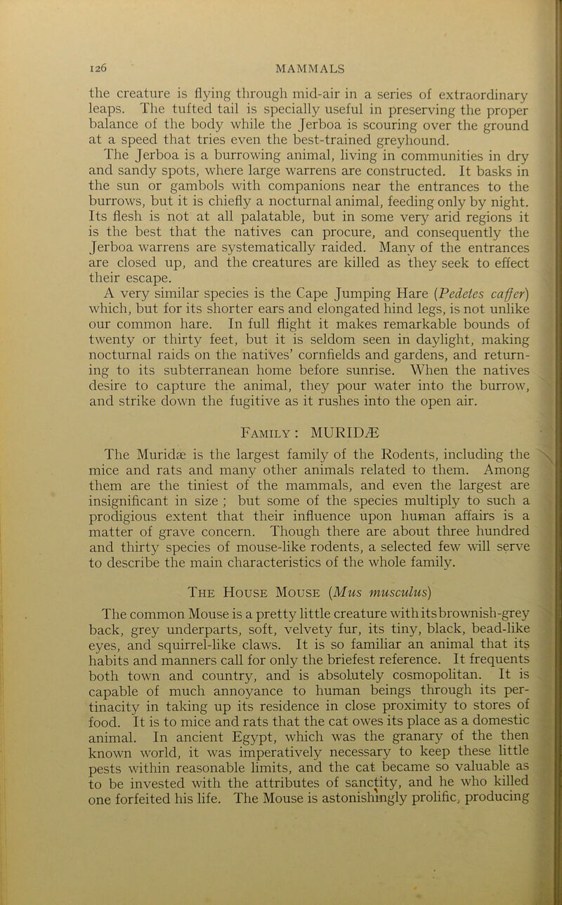 the creature is flying through mid-air in a series of extraordinary leaps. The tufted tail is specially useful in preserving the proper balance of the body while the Jerboa is scouring over the ground at a speed that tries even the best-trained greyhound. The Jerboa is a burrowing animal, living in communities in dry and sandy spots, where large warrens are constructed. It basks in the sun or gambols with companions near the entrances to the burrows, but it is chiefly a nocturnal animal, feeding only by night. Its flesh is not at all palatable, but in some very arid regions it is the best that the natives can procure, and consequently the Jerboa warrens are systematically raided. Many of the entrances are closed up, and the creatures are killed as they seek to effect their escape. A very similar species is the Cape Jumping Hare [Pedeies ca-ffer) which, but for its shorter ears and elongated hind legs, is not unlike our common hare. In full flight it makes remarkable bounds of twenty or thirty feet, but it is seldom seen in daylight, making nocturnal raids on the natives’ cornfields and gardens, and return- ing to its subterranean home before sunrise. When the natives desire to capture the animal, they pour water into the burrow, and strike down the fugitive as it rushes into the open air. Family ; MURID^F The Muridge is the largest family of the Rodents, including the mice and rats and many other animals related to them. Among them are the tiniest of the mammals, and even the largest are insignificant in size ; but some of the species multiply to such a prodigious extent that their influence upon human affairs is a matter of grave concern. Though there are about three hundred and thirty species of mouse-like rodents, a selected few will serve to describe the main characteristics of the whole family. The House Mouse [Mus musculus) The common Mouse is a pretty little creature with its brownish-grey back, grey underparts, soft, velvety fur, its tiny, black, bead-like eyes, and squirrel-like claws. It is so familiar an animal that its habits and manners call for only the briefest reference. It frequents both town and country, and is absolutely cosmopolitan. It is capable of much annoyance to human beings through its per- tinacity in taking up its residence in close proximity to stores of food. It is to mice and rats that the cat owes its place as a domestic animal. In ancient Egypt, which was the granary of the then known world, it was imperatively necessary to keep these little pests within reasonable limits, and the cat became so valuable as to be invested with the attributes of sanctity, and he who killed one forfeited his life. The Mouse is astonishingly prolific, producing