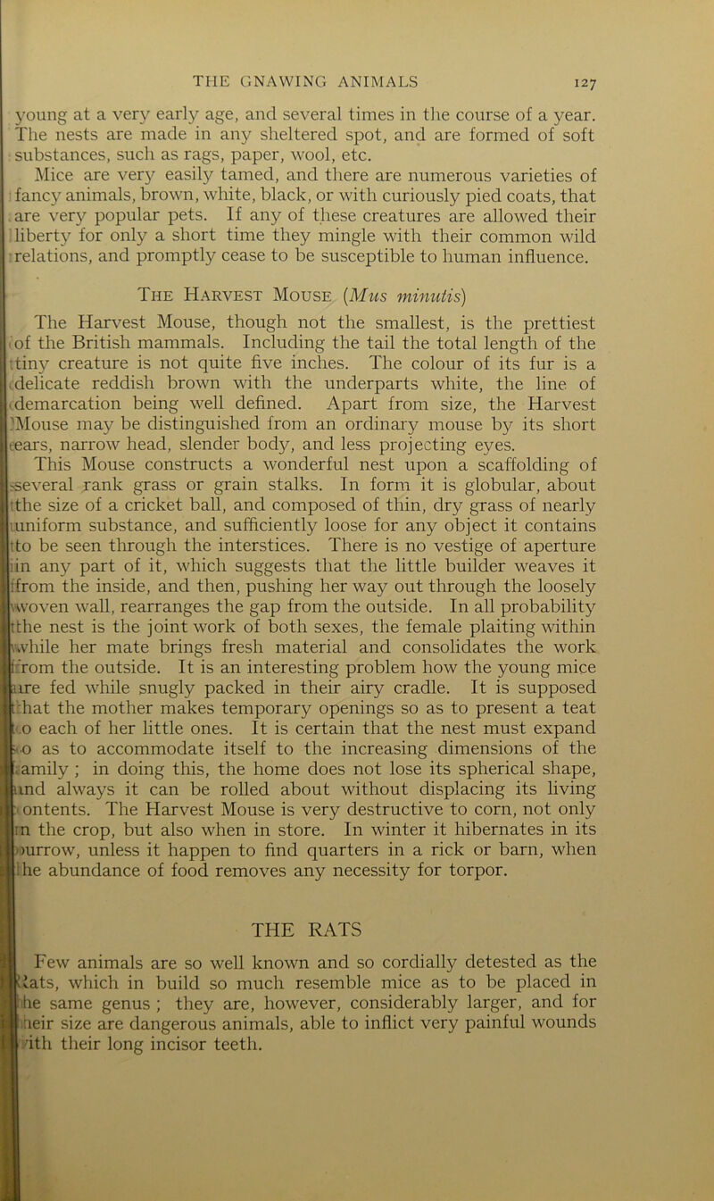 young at a very early age, and several times in the course of a year. The nests are made in any sheltered spot, and are formed of soft substances, such as rags, paper, wool, etc. Mice are ver}^ easily tamed, and there are numerous varieties of ■ fancy animals, brown, white, black, or with curiously pied coats, that . are very popular pets. If any of these creatures are allowed their liberty for only a short time they mingle with their common wild ■relations, and promptly cease to be susceptible to human influence. The Harvest Mouse {Mus minutis) The Harvest Mouse, though not the smallest, is the prettiest of the British mammals. Including the tail the total length of the :tiny creature is not quite five inches. The colour of its fur is a • delicate reddish brown with the underparts white, the line of • demarcation being well defined. Apart from size, the Harvest ^Mouse may be distinguished from an ordinary mouse by its short tears, narrow head, slender body, and less projecting eyes. This Mouse constructs a wonderful nest upon a scaffolding of ^several rank grass or grain stalks. In form it is globular, about ’the size of a cricket ball, and composed of thin, dry grass of nearly mniform substance, and sufficiently loose for any object it contains tto be seen through the interstices. There is no vestige of aperture lin any part of it, which suggests that the little builder weaves it ifrom the inside, and then, pushing her way out through the loosely \woven wall, rearranges the gap from the outside. In all probability tthe nest is the joint work of both sexes, the female plaiting within ^vhile her mate brings fresh material and consolidates the work Tom the outside. It is an interesting problem how the young mice are fed while snugly packed in their airy cradle. It is supposed t '.hat the mother makes temporary openings so as to present a teat Go each of her little ones. It is certain that the nest must expand ko as to accommodate itself to the increasing dimensions of the bamily ; in doing this, the home does not lose its spherical shape, and always it can be rolled about without displacing its living b ontents. The Harvest Mouse is very destructive to corn, not only in the crop, but also when in store. In winter it hibernates in its [ourrow, unless it happen to find quarters in a rick or barn, when lilie abundance of food removes any necessity for torpor. THE RATS I Few animals are so well known and so cordially detested as the Ktats, which in build so much resemble mice as to be placed in I he same genus ; they are, however, considerably larger, and for l:fieir size are dangerous animals, able to inflict very painful wounds 1 dth their long incisor teeth.