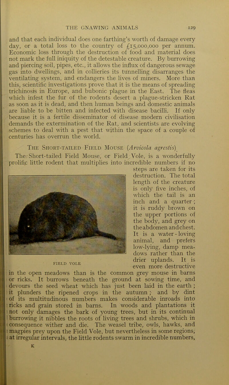 and that each individual does one farthing’s worth of damage every day, or a total loss to the country of £15,000,000 per annum. Economic loss through the destruction of food and material does not mark the full iniquity of the detestable creature. By burrowing and piercing soil, pipes, etc., it allows the influx of dangerous sewage gas into dwellings, and in collieries its tunnelling disarranges the ventilating system, and endangers the lives of miners. More than this, scientific investigations prove that it is the means of spreading trichinosis in Europe, and bubonic plague in the East. The fleas which infest the fur of the rodents desert a plague-stricken Rat as soon as it is dead, and then human beings and domestic animals are liable to be bitten and infected with disease bacilli. If only because it is a fertile disseminator of disease modern civilisation demands the extermination of the Rat, and scientists are evolving schemes to deal with a pest that within the space of a couple of centuries has overrun the world. The Short-tailed Field Mouse {Arvicola agrestis) The Short-tailed Field Mouse, or Field Vole, is a wonderfully prolific little rodent that multiplies into incredible numbers if no steps are taken for its destruction. The total length of the creature is only five inches, of which the tail is an inch and a quarter; it is ruddy brown on the upper portions of the body, and grey on the abdomen andchest. It is a water-loving animal, and prefers low-lying, damp mea- dows rather than the drier uplands. It is even more destructive in the open meadows than is the common grey mouse in barns or ricks. It burrows beneath the ground at sowing time, and devours the seed wheat which has just been laid in the earth ; it plunders the ripened crops in the autumn; and by dint of its multitudinous numbers makes considerable inroads into ricks and grain stored in barns. In woods and plantations it not only damages the bark of young trees, but in its continual burrowing it nibbles the roots of living trees and shrubs, which in consequence wither and die. The weasel tribe, owls, hawks, and magpies prey upon the Field Vole, but nevertheless in some regions, at irregular intervals, the little rodents swarm in incredible numbers, K FIELD VOLE