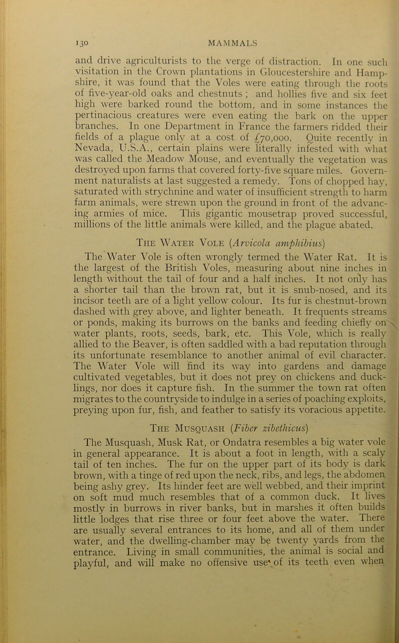 and drive agriculturists to the verge of distraction. In one such visitation in the Crown plantations in Gloucestershire and Hamp- shire, it was found that the Voles were eating through the roots of five-year-old oaks and chestnuts ; and hollies five and six feet high were barked round the bottom, and in some instances the pertinacious creatures were even eating the bark on the upper branches. In one Department in France the farmers ridded their fields of a plague only at a cost of £70,000. Quite recently in Nevada, U.S.A., certain plains were literally infested with what was called the Meadow Mouse, and eventually the vegetation was destroyed upon farms that covered forty-five square miles. Govern- ment naturalists at last suggested a remedy. Tons of chopped hay, saturated with strychnine and water of insufficient strength to harm farm animals, were strewn upon the ground in front of the advanc- ing armies of mice. This gigantic mousetrap proved successful, millions of the little animals were killed, and the plague abated. The Water Vole {Arvicola amphihius) The Water Vole is often wrongly termed the Water Rat. It is the largest of the British Voles, measuring about nine inches in length without the tail of four and a half inches. It not only has a shorter tail than the brown rat, but it is snub-nosed, and its incisor teeth are of a light yellow colour. Its fur is chestnut-browm dashed with grey above, and lighter beneath. It frequents streams or ponds, making its burrows on the banks and feeding chiefly on'\^ water plants, roots, seeds, bark, etc. This Vole, which is really allied to the Beaver, is often saddled with a bad reputation through its unfortunate resemblance to another animal of evil character. The Water Vole will find its way into gardens and damage . cultivated vegetables, but it does not prey on chickens and duck- lings, nor does it capture fish. In the summer the towm rat often migrates to the countryside to indulge in a series of poaching exploits, • preying upon fur, fish, and feather to satisfy its voracious appetite. The Musquash [Fiber zihethicus) The Musquash, Musk Rat, or Ondatra resembles a big water vole in general appearance. It is about a foot in length, with a scaly tail of ten inches. The fur on the upper part of its body is dark ^ brown, with a tinge of red upon the neck, ribs, and legs, the abdomen Jil being ashy grey. Its hinder feet are well webbed, and their imprint on soft mud much resembles that of a common duck. It lives , mostly in burrows in river banks, but in marshes it often builds little lodges that rise three or four feet above the water. There ■ are usually several entrances to its home, and all of them under water, and the dwelling-chamber may be twenty j^ards from entrance. Living in small communities, the animal is social playful, and will make no offensive use\of its teeth even wheng