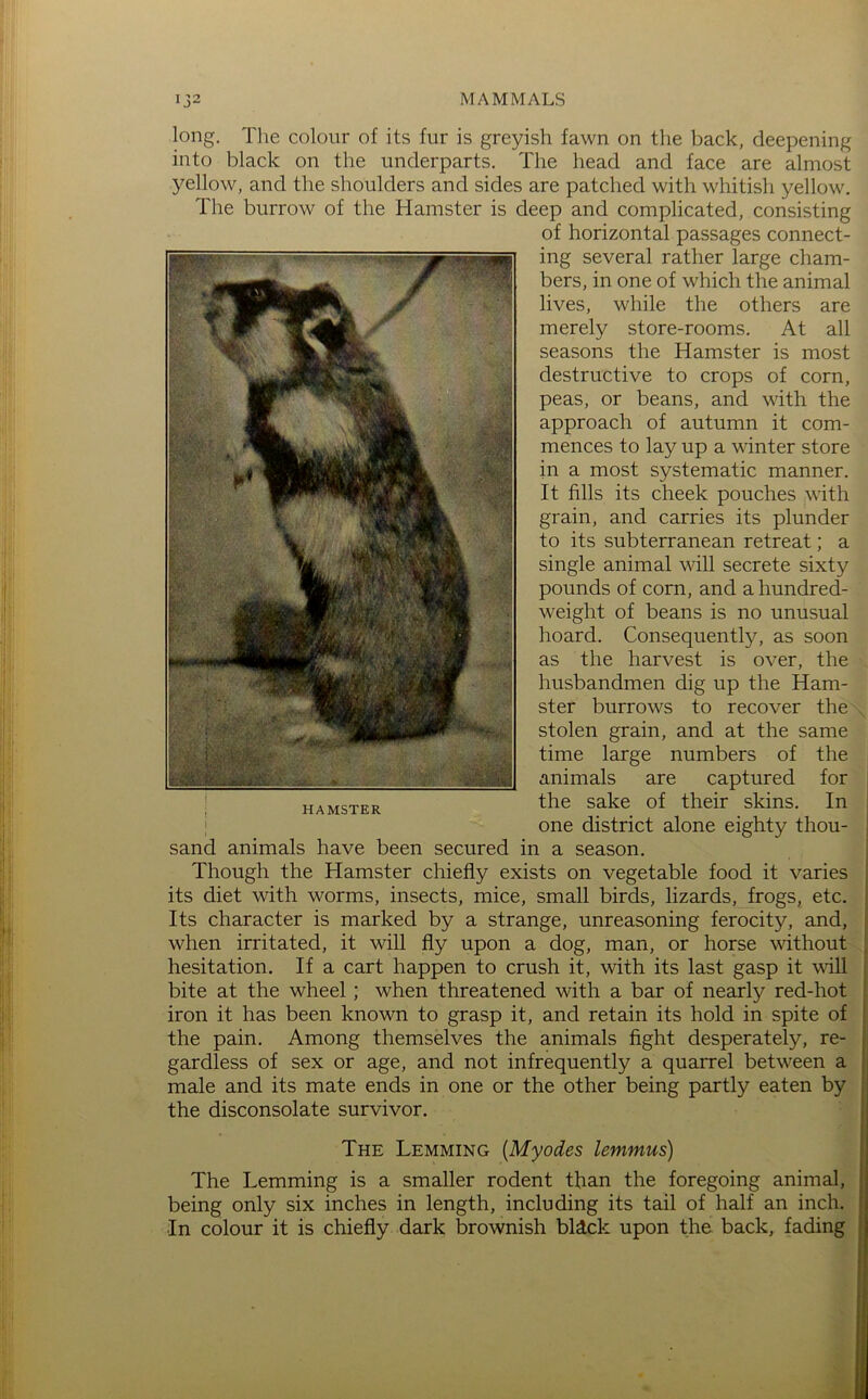 long. Tlie colour of its fur is greyish fawn on the back, deepening into black on the underparts. The head and face are almost yellow, and the shoulders and sides are patched with whitish yellow. The burrow of the Hamster is deep and complicated, consisting of horizontal passages connect- ing several rather large cham- bers, in one of which the animal lives, while the others are merely store-rooms. At all seasons the Hamster is most destructive to crops of corn, peas, or beans, and with the approach of autumn it com- mences to lay up a winter store in a most systematic manner. It fills its cheek pouches with grain, and carries its plunder to its subterranean retreat; a single animal will secrete sixty pounds of corn, and a hundred- weight of beans is no unusual hoard. Consequently, as soon as the harvest is over, the husbandmen dig up the Ham- ster burrows to recover the stolen grain, and at the same time large numbers of the animals are captured for the sake of their skins. In one district alone eighty thou- sand animals have been secured in a season. Though the Hamster chiefly exists on vegetable food it varies its diet with worms, insects, mice, small birds, lizards, frogs, etc. Its character is marked by a strange, unreasoning ferocity, and, when irritated, it will fly upon a dog, man, or horse without hesitation. If a cart happen to crush it, with its last gasp it vdll bite at the wheel; when threatened with a bar of nearly red-hot iron it has been known to grasp it, and retain its hold in spite of the pain. Among themselves the animals fight desperately, re- gardless of sex or age, and not infrequently a quarrel between a male and its mate ends in one or the other being partly eaten by the disconsolate survivor. The Lemming [Myodes lemmus) The Lemming is a smaller rodent than the foregoing animal, being only six inches in length, including its tail of half an inch. In colour it is chiefly dark brownish bllck upon the back, fading HAMSTER