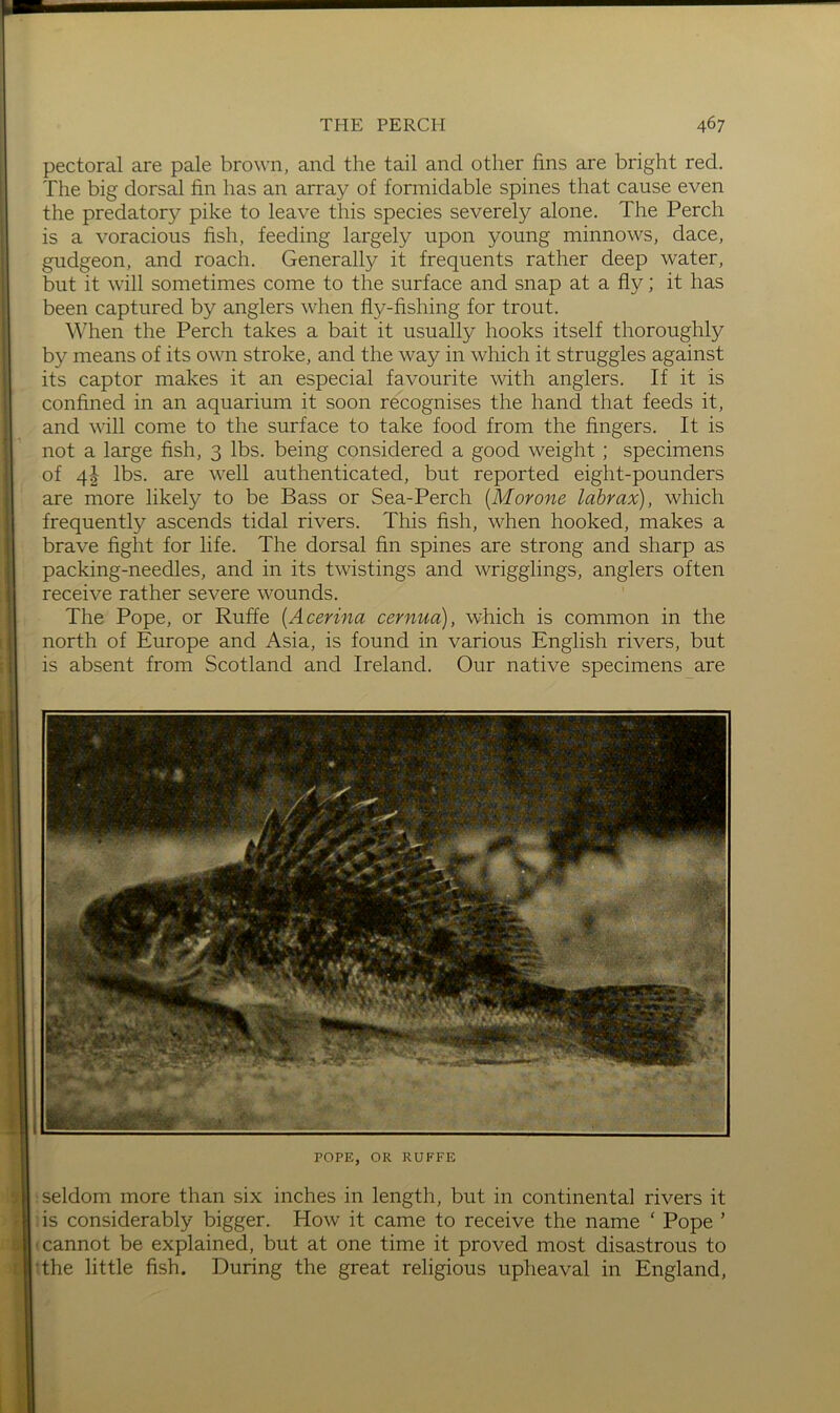 pectoral are pale brown, and the tail and other fins are bright red. The big dorsal fin has an array of formidable spines that cause even the predatory pike to leave this species severely alone. The Perch is a voracious fish, feeding largely upon young minnows, dace, gudgeon, and roach. Generally it frequents rather deep water, but it will sometimes come to the surface and snap at a fly; it has been captured by anglers when fly-fishing for trout. ^^'hen the Perch takes a bait it usually hooks itself thoroughly by means of its own stroke, and the way in which it struggles against its captor makes it an especial favourite with anglers. If it is confined in an aquarium it soon recognises the hand that feeds it, and will come to the surface to take food from the fingers. It is not a large fish, 3 lbs. being considered a good weight; specimens of 4^ lbs. are well authenticated, but reported eight-pounders are more likely to be Bass or Sea-Perch [M or one labrax), which frequently ascends tidal rivers. This fish, when hooked, makes a brave fight for life. The dorsal fin spines are strong and sharp as packing-needles, and in its twistings and wrigglings, anglers often receive rather severe wounds. The Pope, or Ruffe {Acerina cernua), which is common in the north of Europe and Asia, is found in various English rivers, but is absent from Scotland and Ireland. Our native specimens are POPE, OR RUFFE seldom more than six inches in length, but in continental rivers it is considerably bigger. How it came to receive the name ‘ Pope ’ I cannot be explained, but at one time it proved most disastrous to tthe little fish. During the great religious upheaval in England,