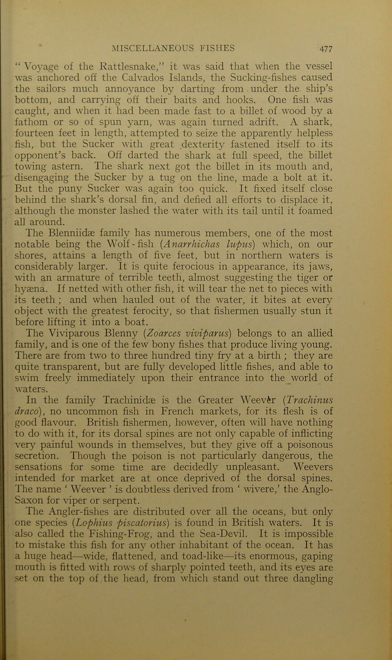 “ Voyage of the Rattlesnake,” it was said that when the vessel was anchored off the Calvados Islands, the Sucking-fishes caused the sailors much annoyance by darting from under the ship’s bottom, and carr3dng off their baits and hooks. One fish was caught, and when it had been made fast to a billet of wood by a fathom or so of spun yarn, was again turned adrift. A shark, fourteen feet in length, attempted to seize the apparently helpless fish, but the Sucker with great dexterity fastened itself to its opponent’s back. Off darted the shark at full speed, the billet towing astern. The shark next got the billet in its mouth and, disengaging the Sucker by a tug on the line, made a bolt at it. But the puny Sucker was again too quick. It fixed itself close behind the shark’s dorsal fin, and defied all efforts to displace it, although the monster lashed the water with its tail until it foamed all around. The Blenniidae family has numerous members, one of the most notable being the Wolf-fish {Anarrhichas lupus) which, on our shores, attains a length of five feet, but in northern waters is considerably larger. It is quite ferocious in appearance, its jaws, with an armature of terrible teeth, almost suggesting the tiger or hyaena. If netted with other fish, it will tear the net to pieces with its teeth ; and when hauled out of the water, it bites at every object with the greatest ferocity, so that fishermen usually stun it before lifting it into a boat. The Viviparous Blenny [Zoarces viviparus) belongs to an allied family, and is one of the few bony fishes that produce living young. There are from two to three hundred tiny fry at a birth ; they are quite transparent, but are fully developed little fishes, and able to swim freely immediately upon their entrance into the_world of waters. In the family Trachinidae is the Greater Weev^r [Trachinus draco), no uncommon fish in French markets, for its flesh is of good flavour. British fishermen, however, often will have nothing to do with it, for its dorsal spines are not only capable of inflicting very painful wounds in themselves, but they give off a poisonous secretion. Though the poison is not particularly dangerous, the sensations for some time are decidedly unpleasant. Weevers intended for market are at once deprived of the dorsal spines. The name ‘ Weever ’ is doubtless derived from ‘ wivere,’ the Anglo- Saxon for viper or serpent. The Angler-fishes are distributed over all the oceans, but only one species [Lophius piscatorius) is found in British waters. It is also called the Fishing-Frog, and the Sea-Devil. It is impossible to mistake this fish for any other inhabitant of the ocean. It has a huge head—wide, flattened, and toad-like—its enormous, gaping mouth is fitted with rows of sharply pointed teeth, and its eyes are set on the top of the head, from which stand out three dangling