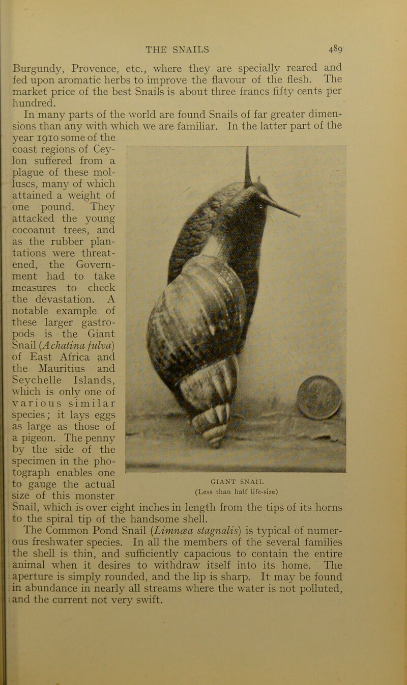 Burgundy, Provence, etc., where they are specially reared and fed upon aromatic herbs to improve the flavour of the flesh. The market price of the best Snails is about three francs fifty cents per hundred. In many parts of the world are found Snails of far greater dimen- sions than any with which we are familiar. In the latter part of the year 1910 some of the coast regions of Cey- lon suffered from a plague of these mol- luscs, many of which attained a weight of one pound. They attacked the young cocoanut trees, and as the rubber plan- tations were threat- ened, the Govern- ment had to take measures to check the devastation. A notable example of these larger gastro- pods is the Giant Snail [Achatina fidva) of East Africa and the Mauritius and Seychelle Islands, which is only one of various similar species; it lays eggs as large as those of a pigeon. The penny by the side of the specimen in the pho- tograph enables one to gauge the actual size of this monster Snail, which is over eight inches in length from the tips of its horns to the spiral tip of the handsome shell. The Common Pond Snail {Limncea stagnalis) is typical of numer- ous freshwater species. In all the members of the several families the shell is thin, and sufficiently capacious to contain the entire animal when it desires to withdraw itself into its home. The aperture is simply rounded, and the lip is sharp. It may be found in abundance in nearly all streams where the water is not polluted, . and the current not very swift. •! 'V. 'flMMVV-. GIANT SNAIL (Less than half life-size)