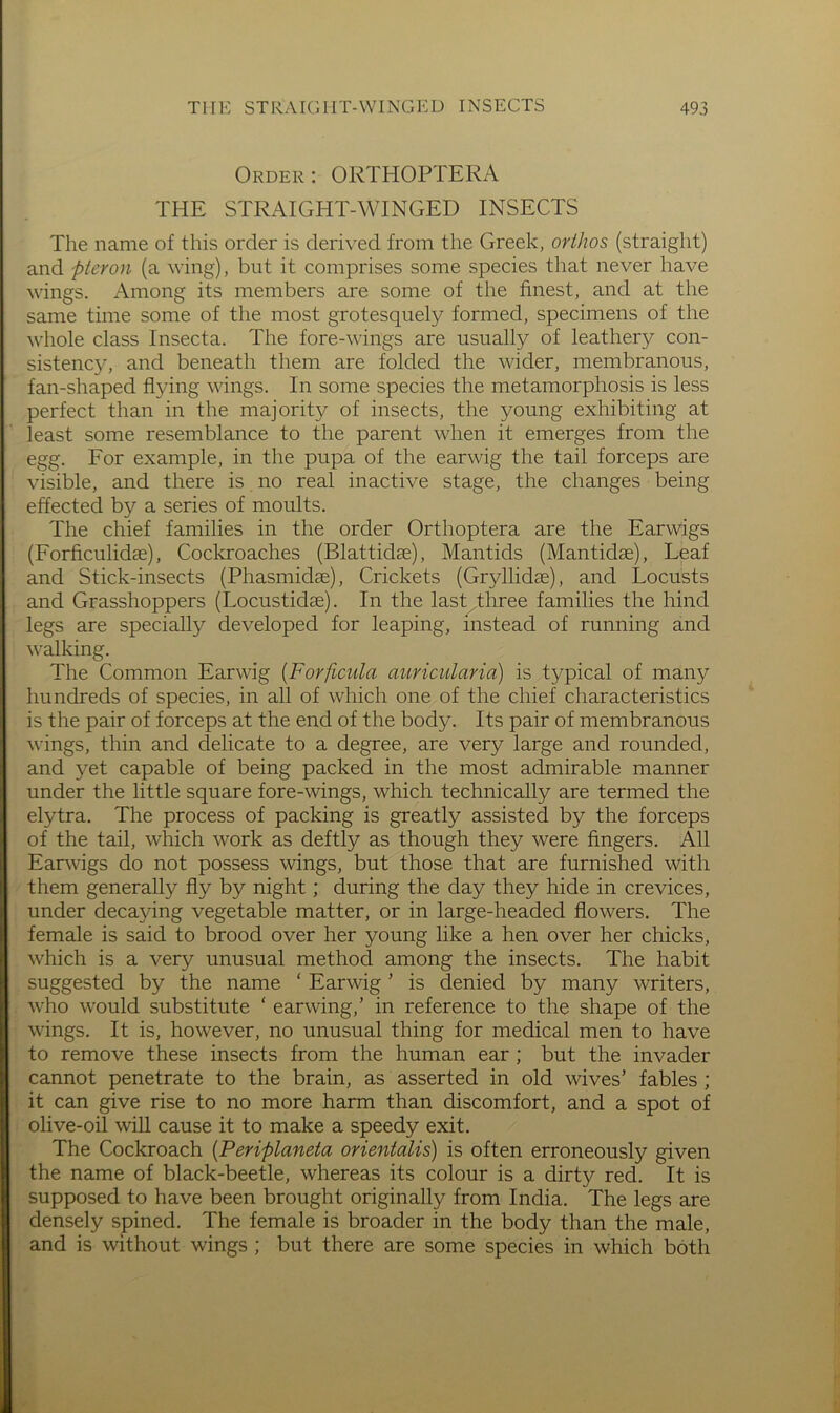 Order: ORTHOPTERA THE STRAIGHT-WINGED INSECTS The name of this order is derived from the Greek, orthos (straight) and pteron (a wing), but it comprises some species that never have wings. Among its members are some of the finest, and at the same time some of the most grotesquely formed, specimens of the whole class Insecta. The fore-wings are usually of leathery con- sistency, and beneath them are folded the wider, membranous, fan-shaped fl3dng wings. In some species the metamorphosis is less perfect than in the majority of insects, the young exhibiting at least some resemblance to the parent when it emerges from the egg. For example, in the pupa of the earwig the tail forceps are visible, and there is no real inactive stage, the changes being effected by a series of moults. The chief families in the order Orthoptera are the Earwigs (Forficulidse), Cockroaches (Blattidse), Mantids (Mantidae), Leaf and Stick-insects (Phasmidae), Crickets (Gryllidae), and Locusts and Grasshoppers (Locustidae). In the last three families the hind legs are specially developed for leaping, instead of running and walking. The Common Earwig {Forficula auricularia) is typical of many hundreds of species, in all of which one of the chief characteristics is the pair of forceps at the end of the body. Its pair of membranous wings, thin and delicate to a degree, are very large and rounded, and yet capable of being packed in the most admirable manner under the little square fore-wings, which technically are termed the elytra. The process of packing is greatly assisted by the forceps of the tail, which work as deftly as though they were fingers. All Earwigs do not possess wings, but those that are furnished with them generally fly by night; during the day they hide in crevices, under decaying vegetable matter, or in large-headed flowers. The female is said to brood over her young like a hen over her chicks, which is a very unusual method among the insects. The habit suggested by the name ‘ Earwig ’ is denied by many writers, who would substitute ' earwing,’ in reference to the shape of the wings. It is, however, no unusual thing for medical men to have to remove these insects from the human ear ; but the invader cannot penetrate to the brain, as asserted in old wives’ fables ; it can give rise to no more harm than discomfort, and a spot of olive-oil will cause it to make a speedy exit. The Cockroach [Periplaneta orientalis) is often erroneously given the name of black-beetle, whereas its colour is a dirty red. It is supposed to have been brought originally from India. The legs are densely spined. The female is broader in the body than the male, and is without wings ; but there are some species in which both