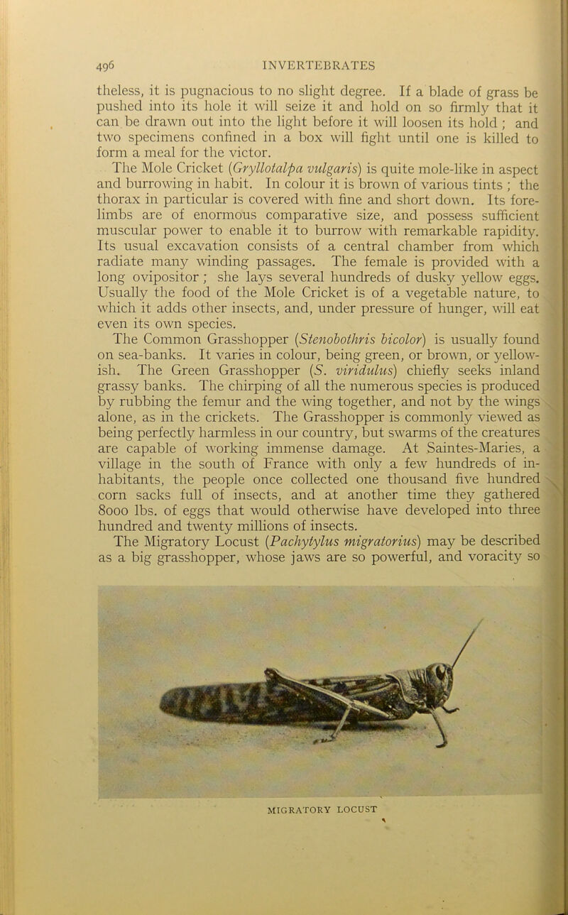 theless, it is pugnacious to no slight degree. If a blade of grass be pushed into its hole it will seize it and hold on so firmly that it can be drawn out into the light before it will loosen its hold ; and two specimens confined in a box will fight until one is killed to form a meal for the victor. The Mole Cricket [Gryllotalpa vulgaris) is quite mole-like in aspect and burrowing in habit. In colour it is brown of various tints ; the thorax in particular is covered with fine and short down. Its fore- limbs are of enormous comparative size, and possess sufficient muscular power to enable it to burrow with remarkable rapidity. Its usual excavation consists of a central chamber from which radiate many winding passages. The female is provided with a long ovipositor; she lays several hundreds of dusky yellow eggs. Usually the food of the Mole Cricket is of a vegetable nature, to which it adds other insects, and, under pressure of hunger, will eat even its own species. The Common Grasshopper [Stenobothris bicolor) is usually found on sea-banks. It varies in colour, being green, or brown, or yellow- ish. The Green Grasshopper (5. viridulus) chiefly seeks inland grassy banks. The chirping of all the numerous species is produced by rubbing the femur and the wing together, and not by the wings alone, as in the crickets. The Grasshopper is commonly viewed as being perfectly harmless in our country, but swarms of the creatures are capable of working immense damage. At Saintes-Maries, a village in the south of France with only a few hundreds of in- habitants, the people once collected one thousand five hundred corn sacks full of insects, and at another time they gathered 8000 lbs. of eggs that would otherwise have developed into three hundred and twenty millions of insects. The Migratory Locust {Pachytylus migratorius) may be described as a big grasshopper, whose jaws are so powerful, and voracity so MIGRATORY LOCUST