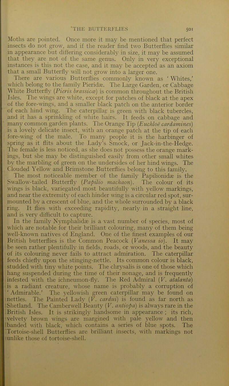 ]\Ioths are pointed. Once more it may be mentioned that perfect insects do not grow, and if the reader find two Butterflies similar in appearance but differing considerably in size, it may be assumed that they are not of the same genus. Only in very exceptional instances is this not the case, and it may be accepted as an axiom that a small Butterfly will not grow into a larger one. There are various Butterflies commonly known as ‘ Whites,’ which belong to the family Pieridae. The Large Garden, or Cabbage \Miite Butterfly {Pieris hrassiccB) is common throughout the British Isles. The wings are white, except for patches of black at the apex of the fore-wings, and a smaller black patch on the anterior border of each hind wing. The caterpillar is green with black tubercles, and it has a sprinkling of white hairs. It feeds on cabbage and many common garden plants. The Orange Tip [Euchloe cardamines) is a lovely delicate insect, with an orange patch at the tip of each fore-wing of the male. To many people it is the harbinger of spring as it flits about the Lady’s Smock, or Jack-in-the-Hedge. The female is less noticed, as she does not possess the orange mark- ings, but she may be distinguished easily from other small whites by the marbling of green on the undersides of her hind wings. The Clouded Yellow and Brimstone Butterflies belong to this family. The most noticeable member of the family Papilionidse is the Swallow-tailed Butterfly {Papilio machaon). The colour of its wings is black, variegated most beautifully with yellow markings, and near the extremity of each hinder wing is a circular red spot, sur- mounted by a crescent of blue, and the whole surrounded by a black ring. It flies with exceeding rapidity, nearly in a straight line, and is very difflcult to capture. In the family Nymphalidas is a vast number of species, most of which are notable for their brilliant colouring, many of them being v^ell-known natives of England. One of the finest examples of our British butterflies is the Common Peacock (yanessa id). It may be seen rather plentifully in fields, roads, or woods, and the beauty of its colouring never fails to attract admiration. The caterpillar feeds chiefly upon the stinging-nettle. Its common colour is black, studded with tiny white points. The chrysalis is one of those which hang suspended during the time of their nonage, and is frequently infested with the ichneumon-fly. The Red Admiral (F. atalanta) iis a radiant creature, whose name is probably a corruption of ‘Admirable.’ The yellowish green caterpillar may be found on mettles. The Painted Lady (F. cardui) is found as far north as Shetland. The Camberwell Beauty (F. antiopa) is always rare in the British Isles. It is strikingly handsome in appearance; its rich, velvety brown wings are margined with pale yellow and then banded with black, which contains a series of blue spots. The Tortoise-sliell Butterflies are brilliant insects, with markings not unlike those of tortoise-shell.